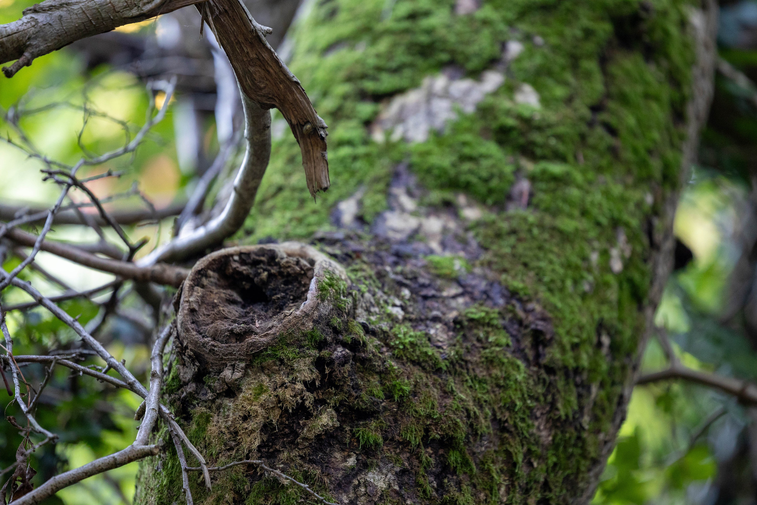 Efterår. Fotograf Aarhus | Portrætfoto Århus | Flotte billeder