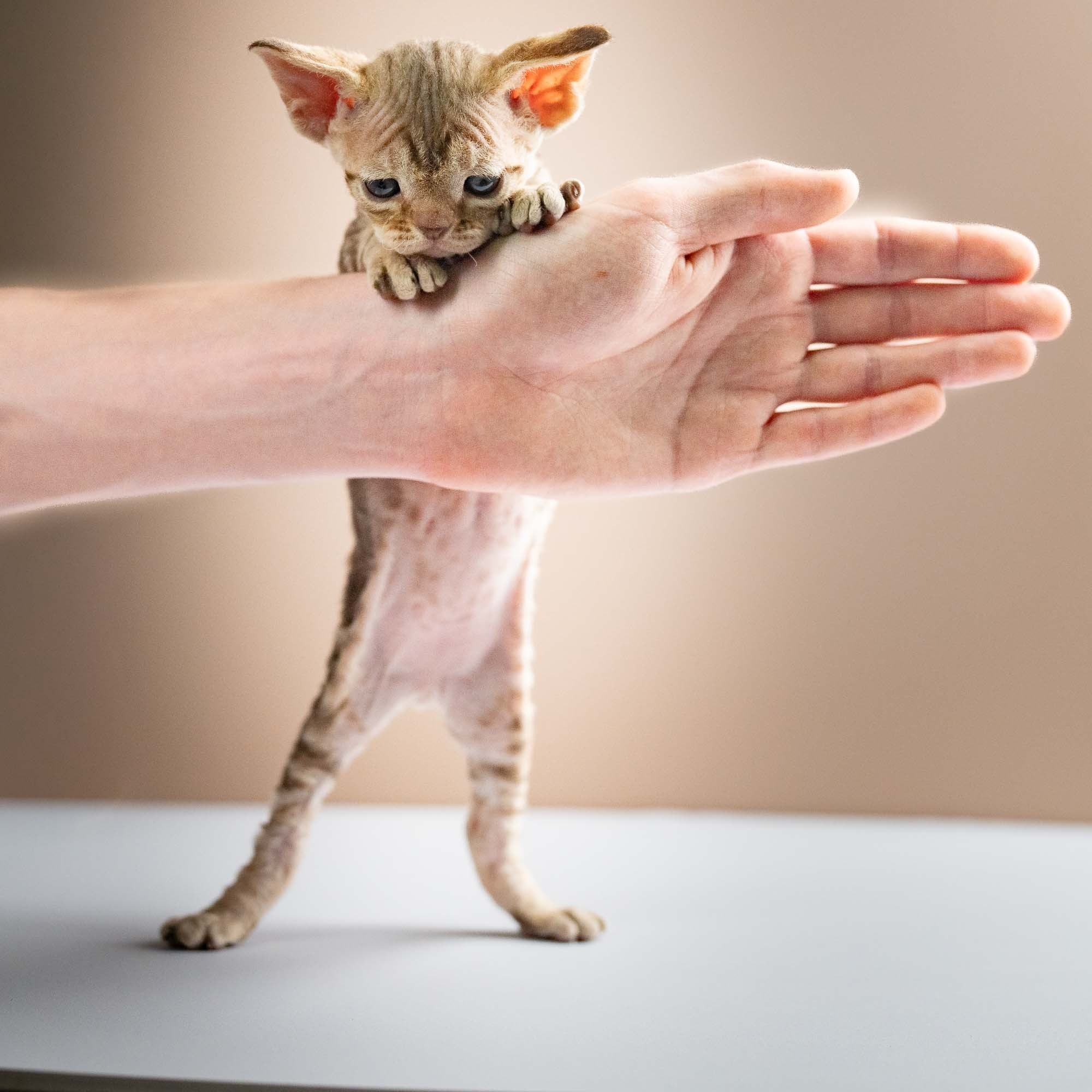 Sirius, boy, born 05.15.26. Devon Rex Pixie Cattery