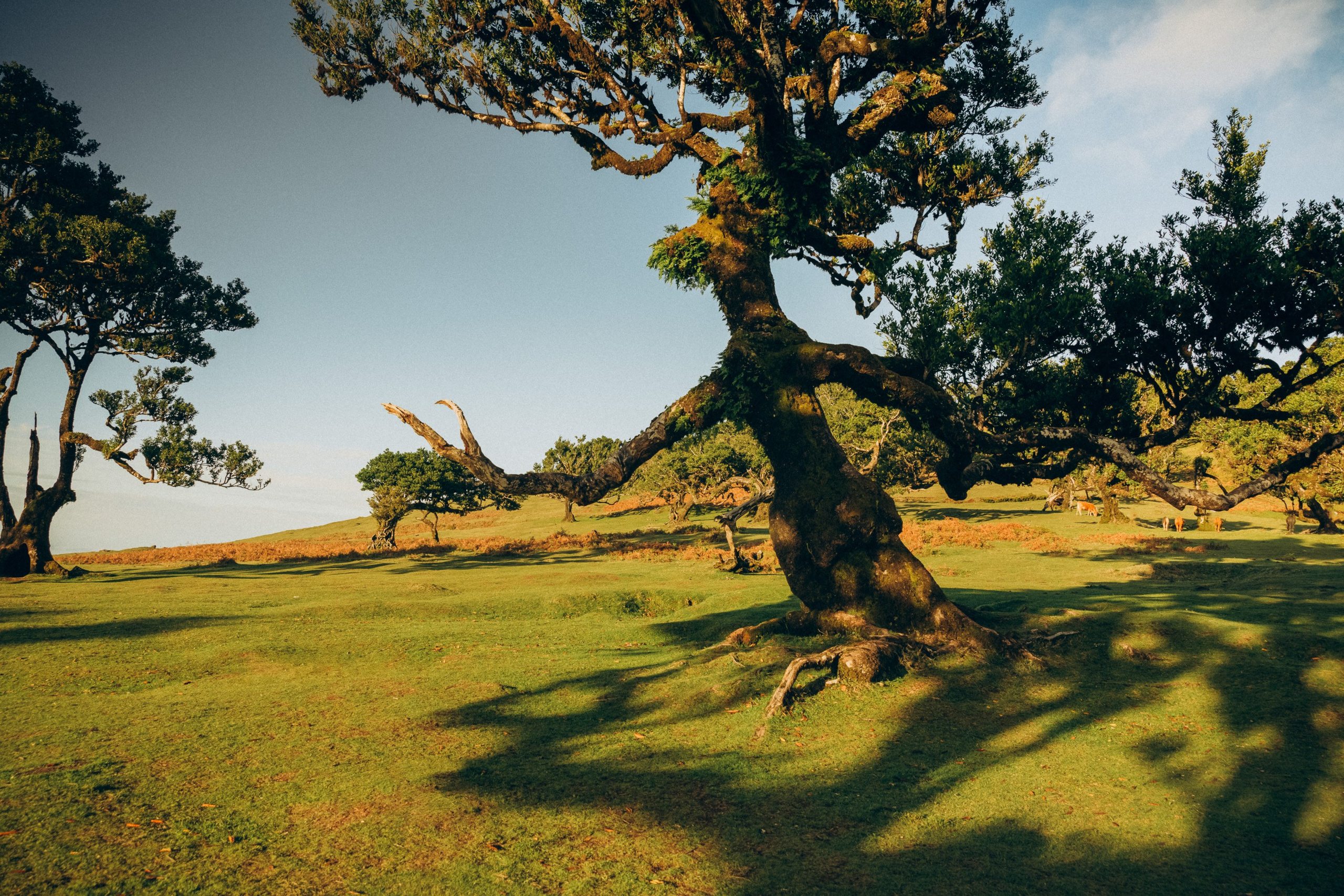 Capturing serene and magical moments among the ancient laurel trees.