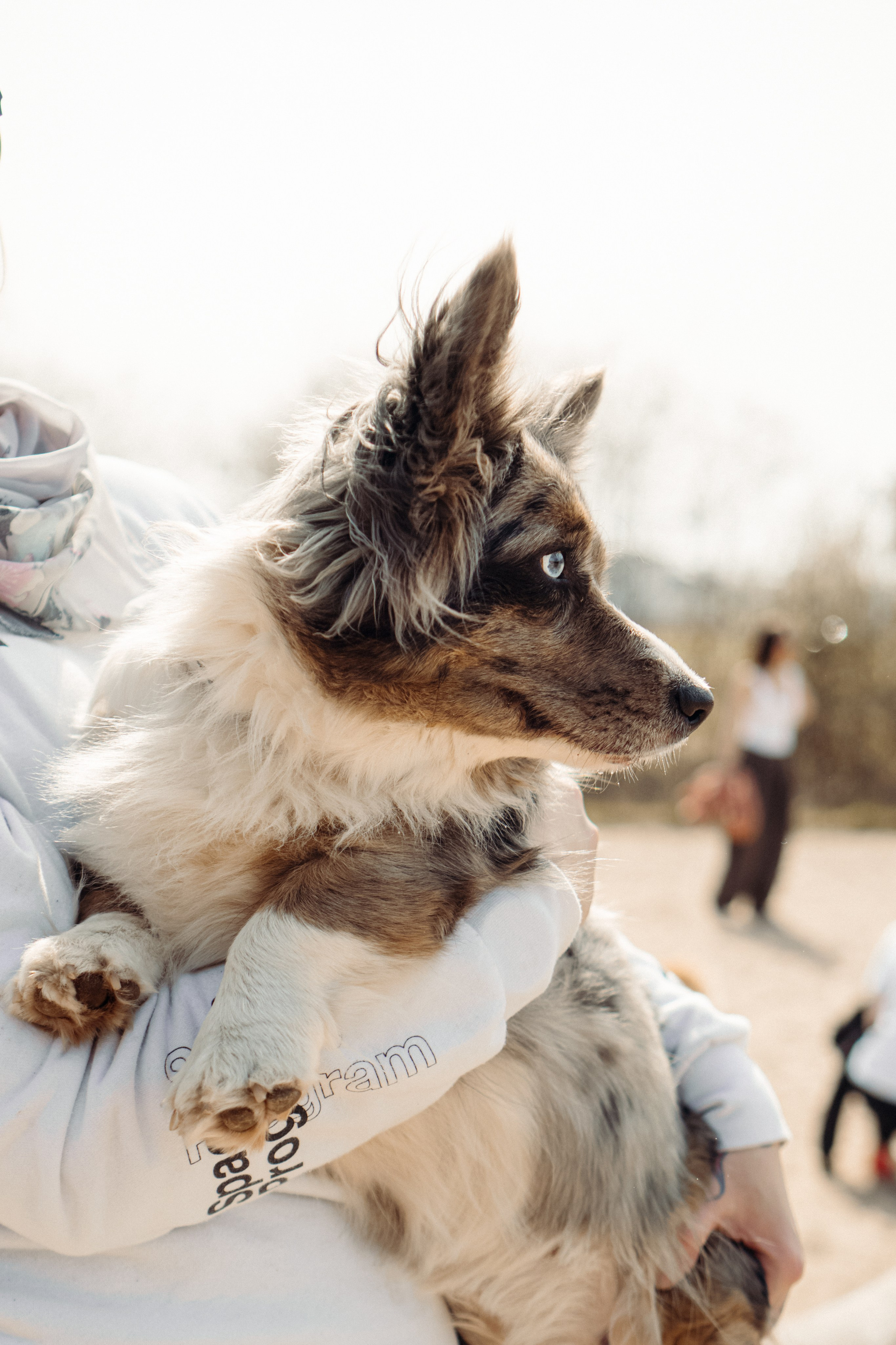 Corgi party, 18 apr. 2025. Kat Laisaar — Pet photographer in Tallinn