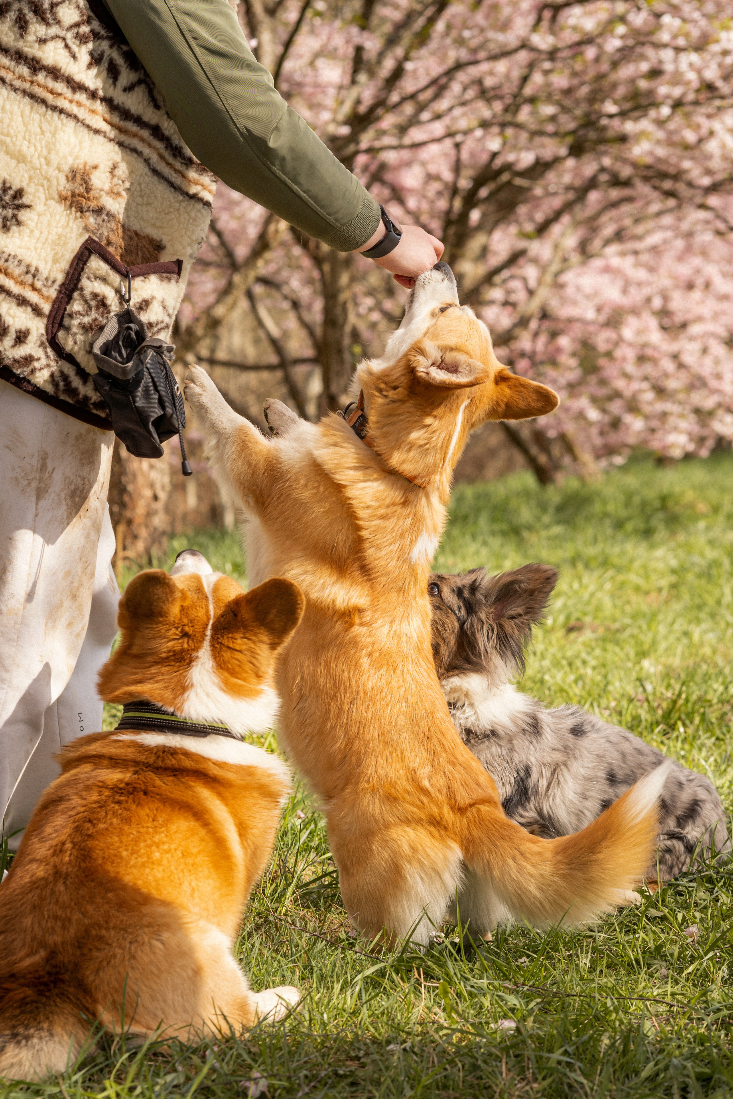 Corgis in Sakura blossom. Kat Laisaar — Pet photographer in Tallinn