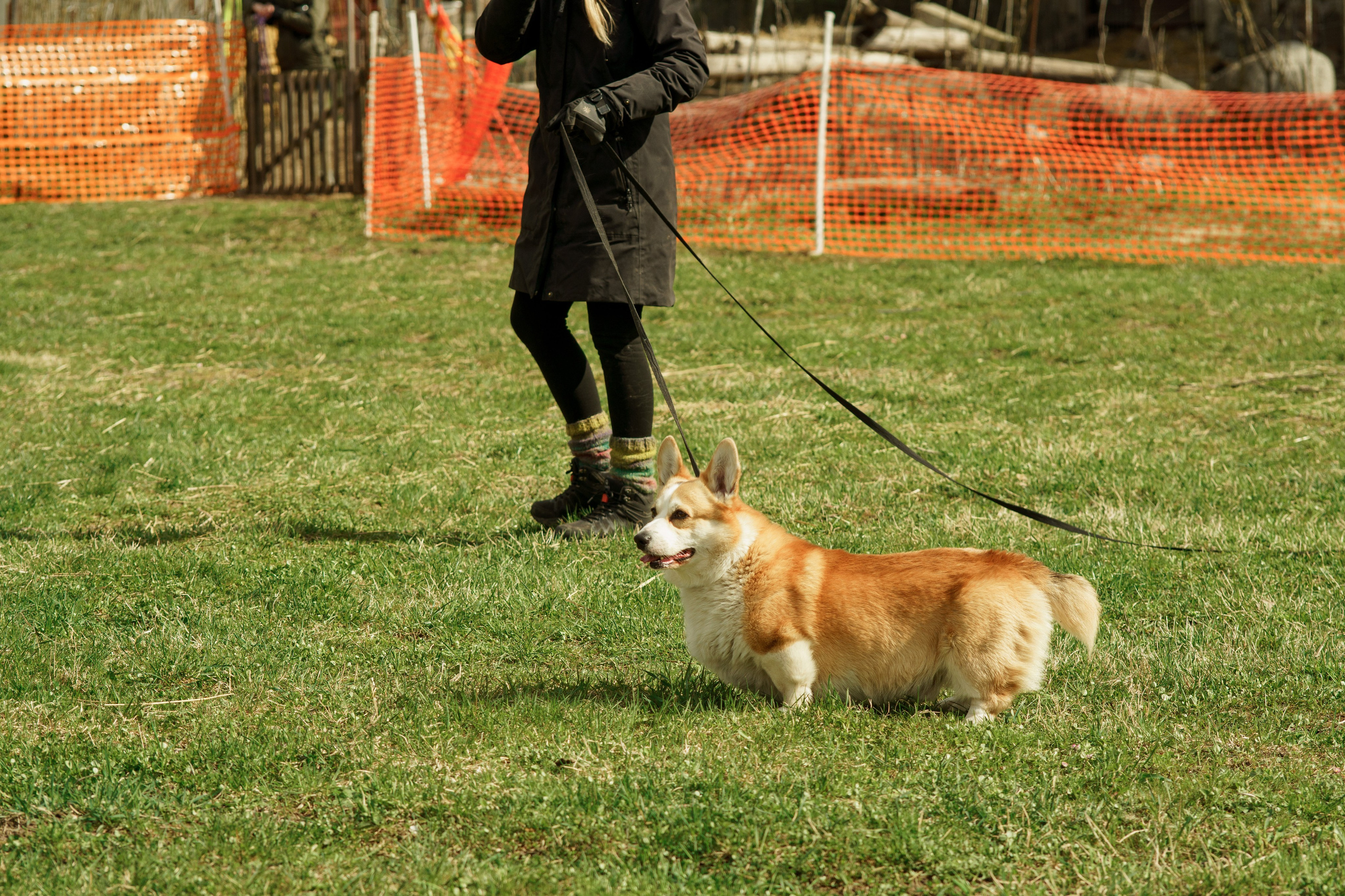 Herding Days, 26 apr. 2025. Kat Laisaar — Pet photographer in Tallinn