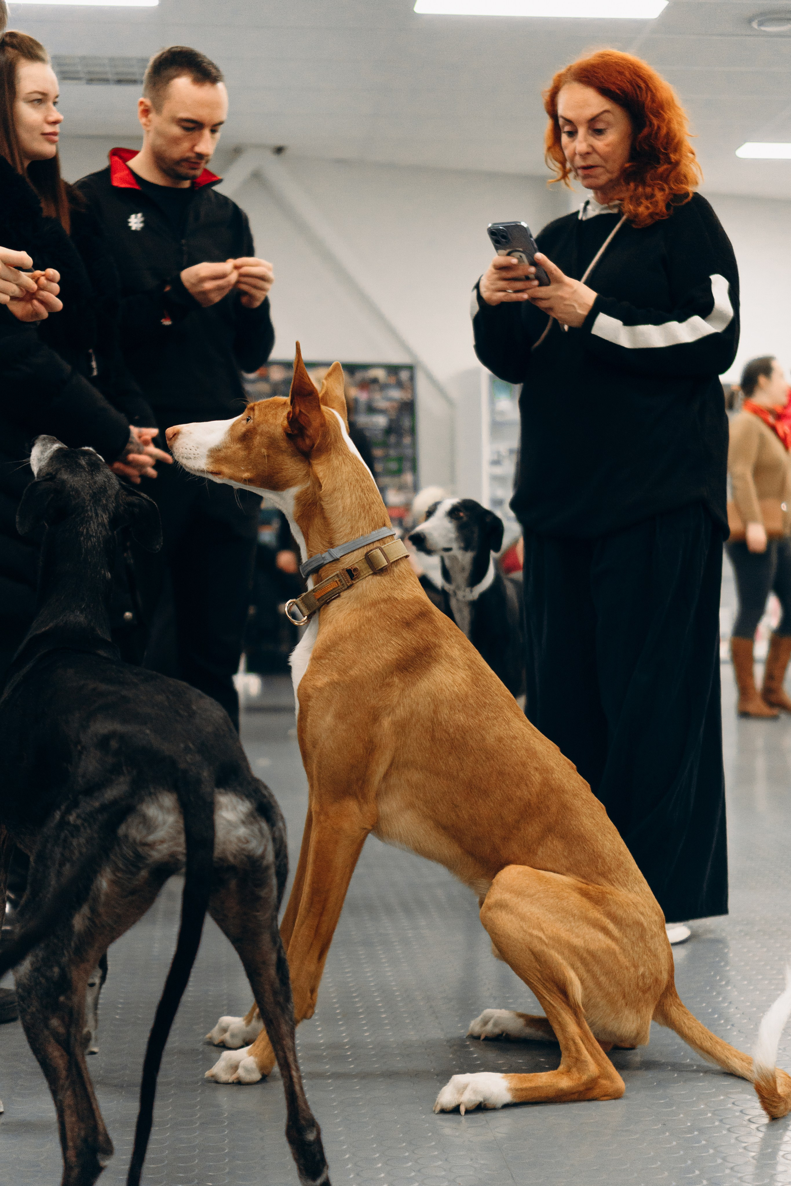 GalgoTreff / PetCity Rannamõisa, 13 apr. 2025. Kat Laisaar — Pet photographer in Tallinn