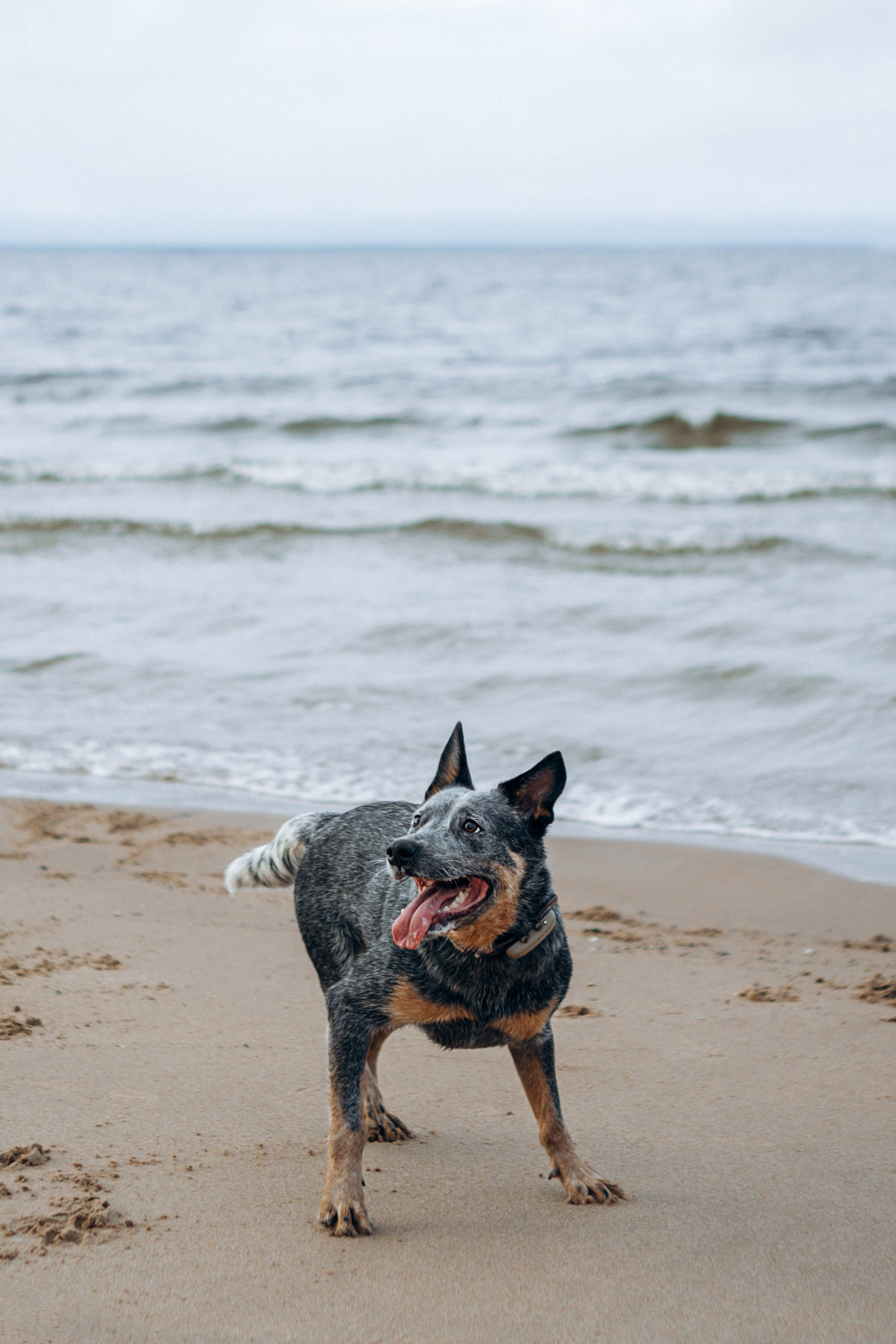 Polina and her Dakota, Australian Cattle Dog. Kat Laisaar — Pet photographer in Tallinn