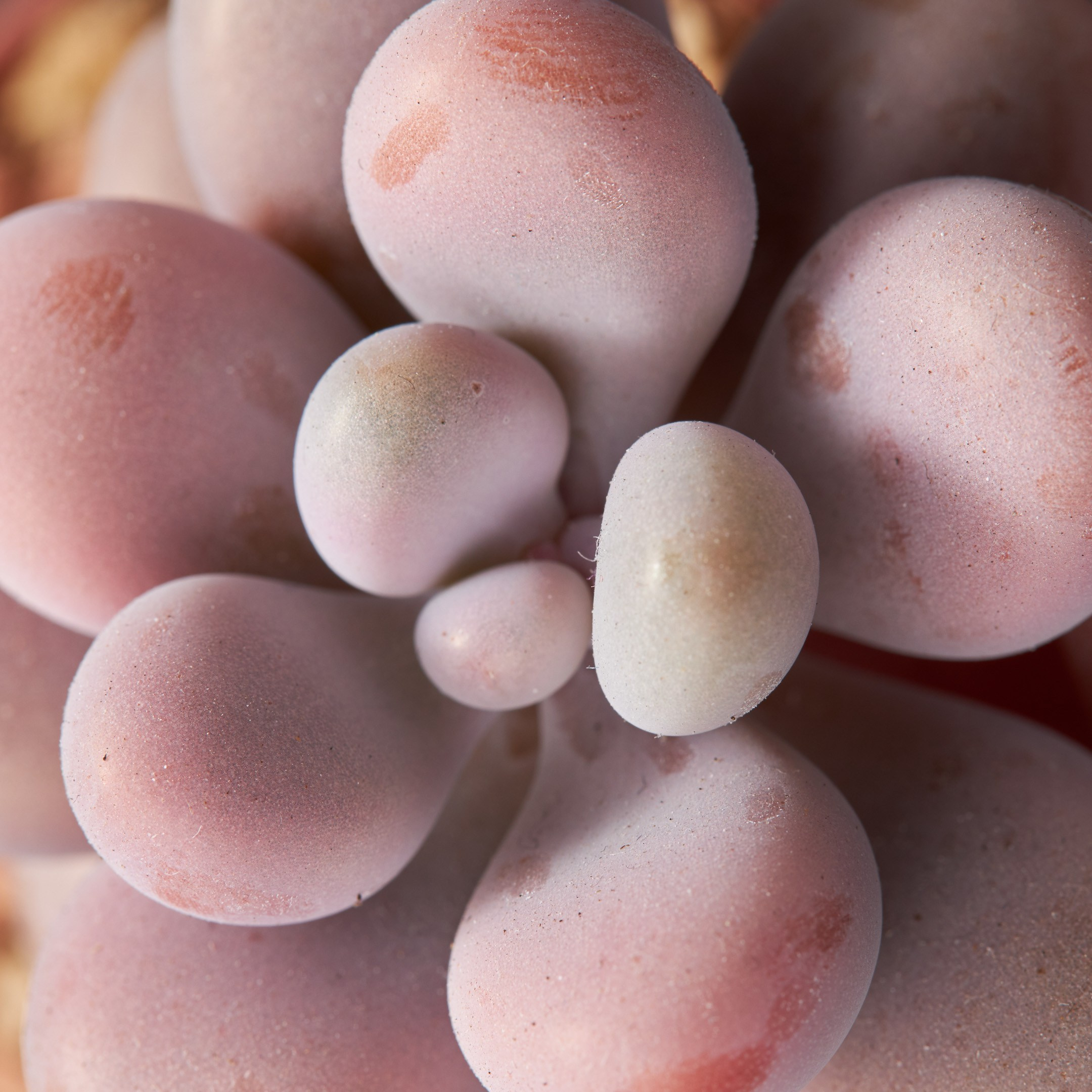 Decorative succulent closeup - photographer Andrey Dunin
