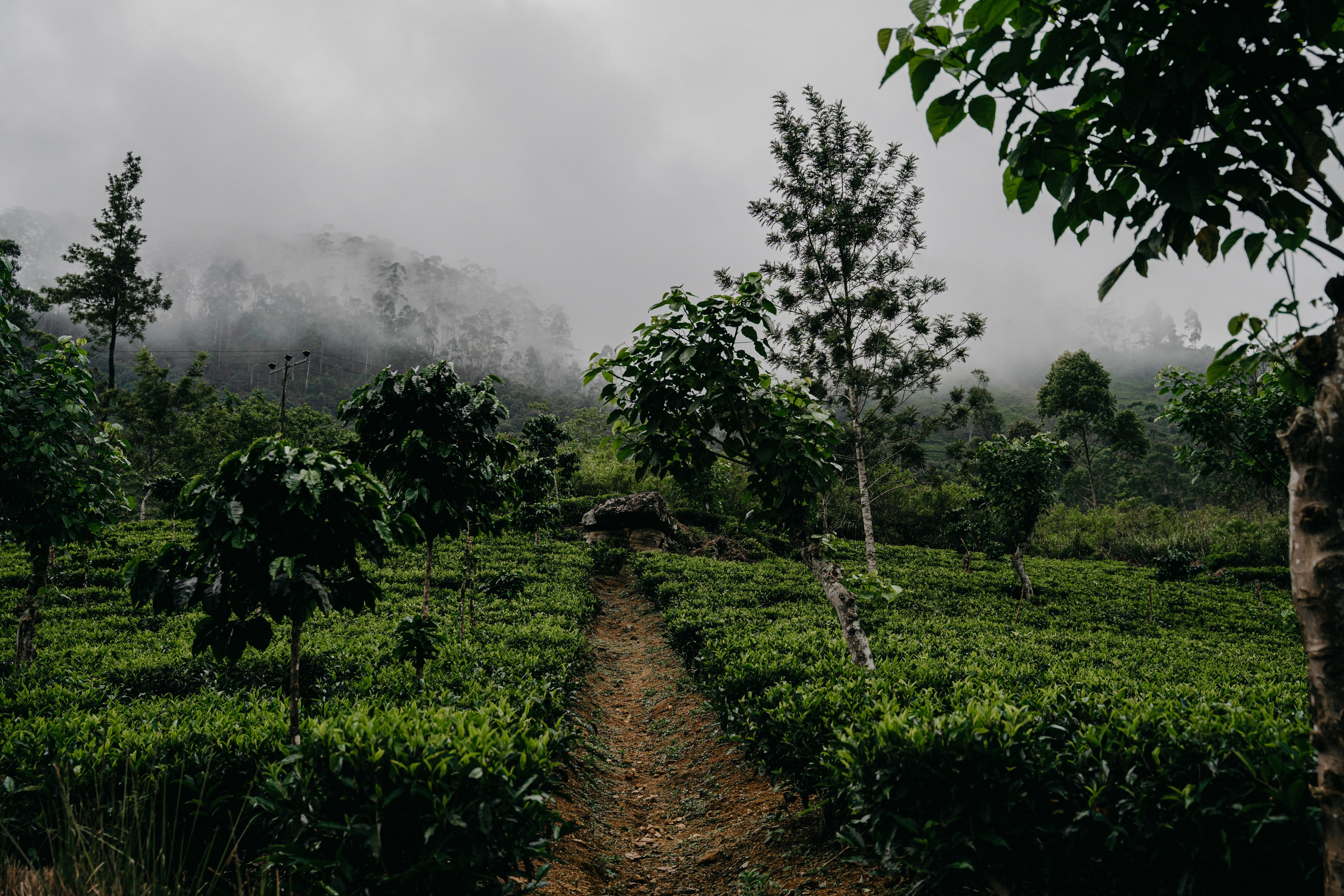 Relais & Châteaux, Tea Trails, Sri Lanka. Editorial photographer Yuliya Drazdovich