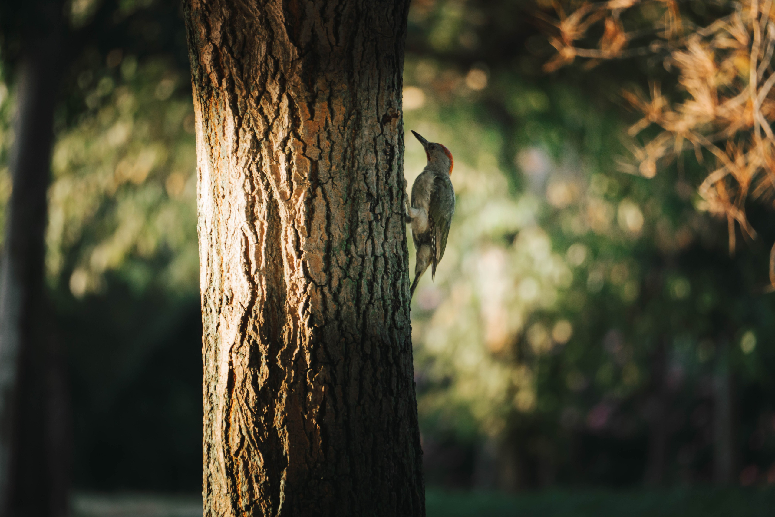 Bocetos. Alba del Norte Studio