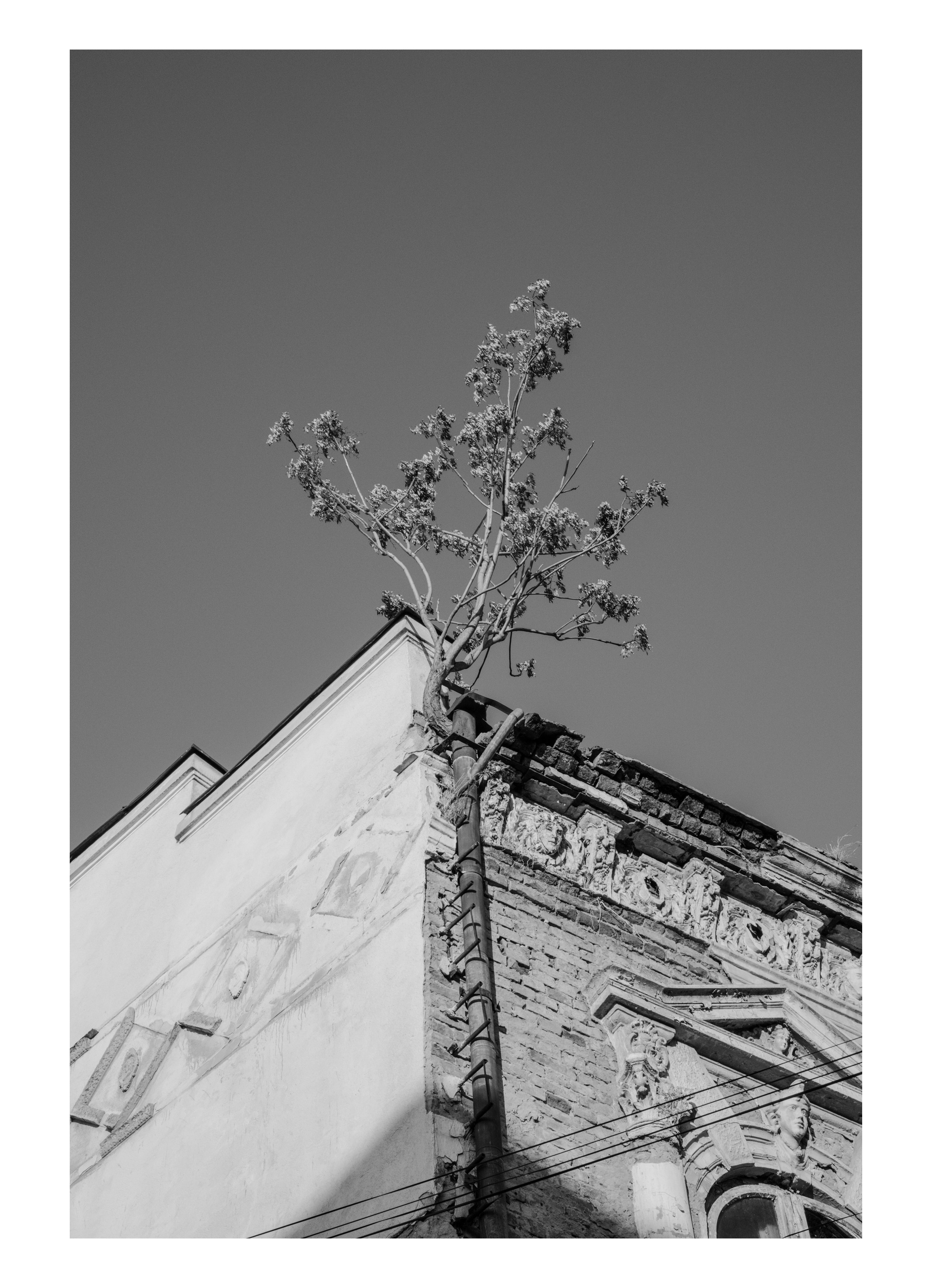 Modern nature. Geany Cazan