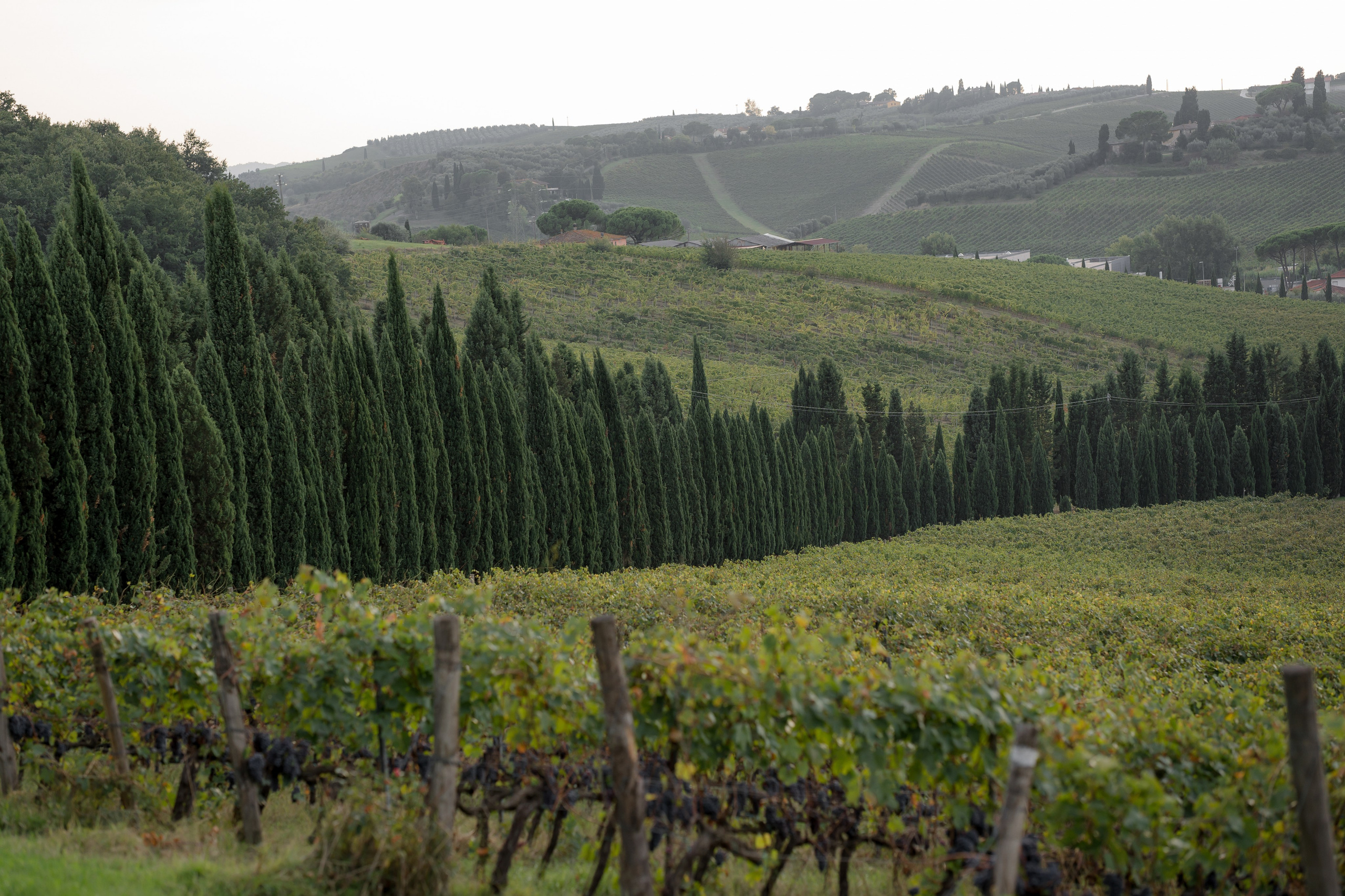 Dom&Ally. Весільний фотограф Вікторія Саврук
