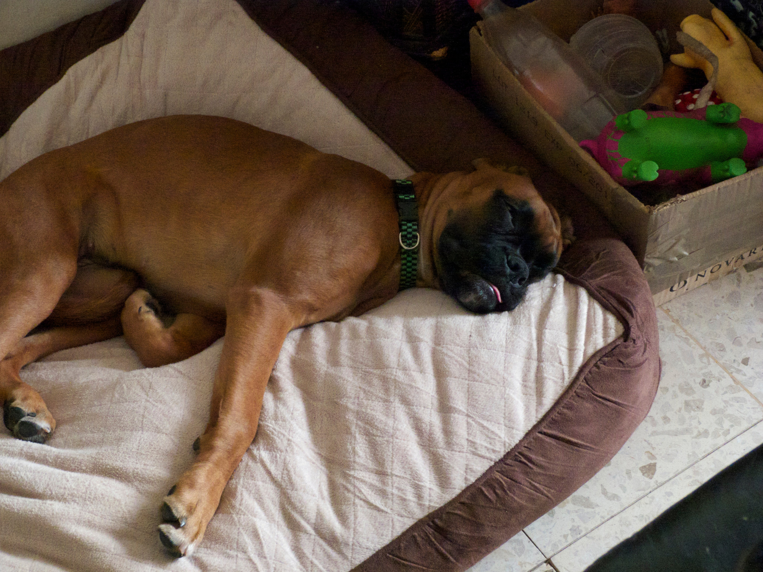 My ״Star״ Boxer Dog