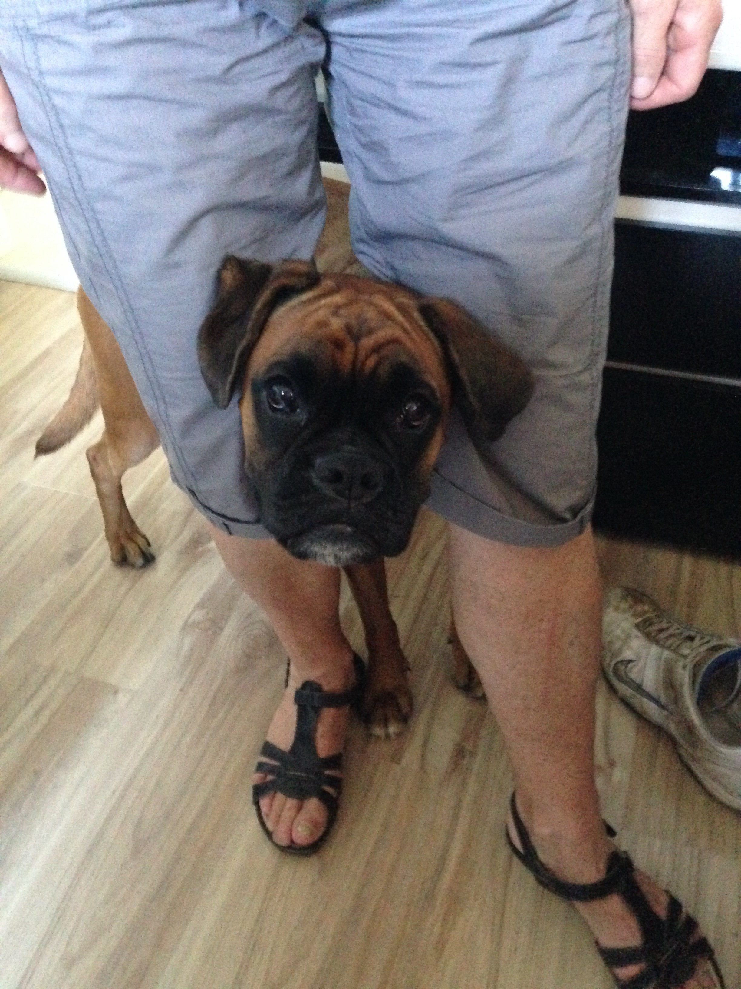 My ״Star״ Boxer Dog