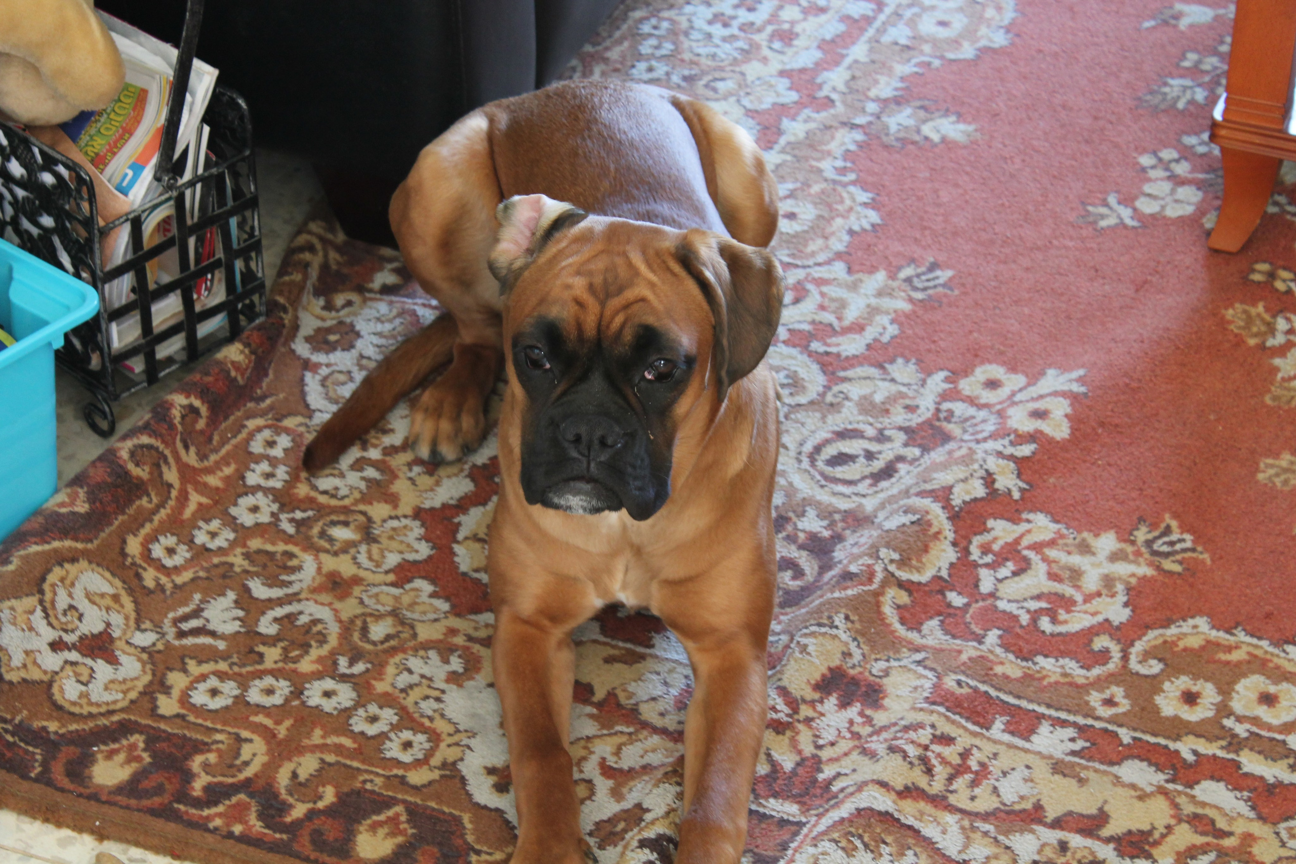 My ״Star״ Boxer Dog