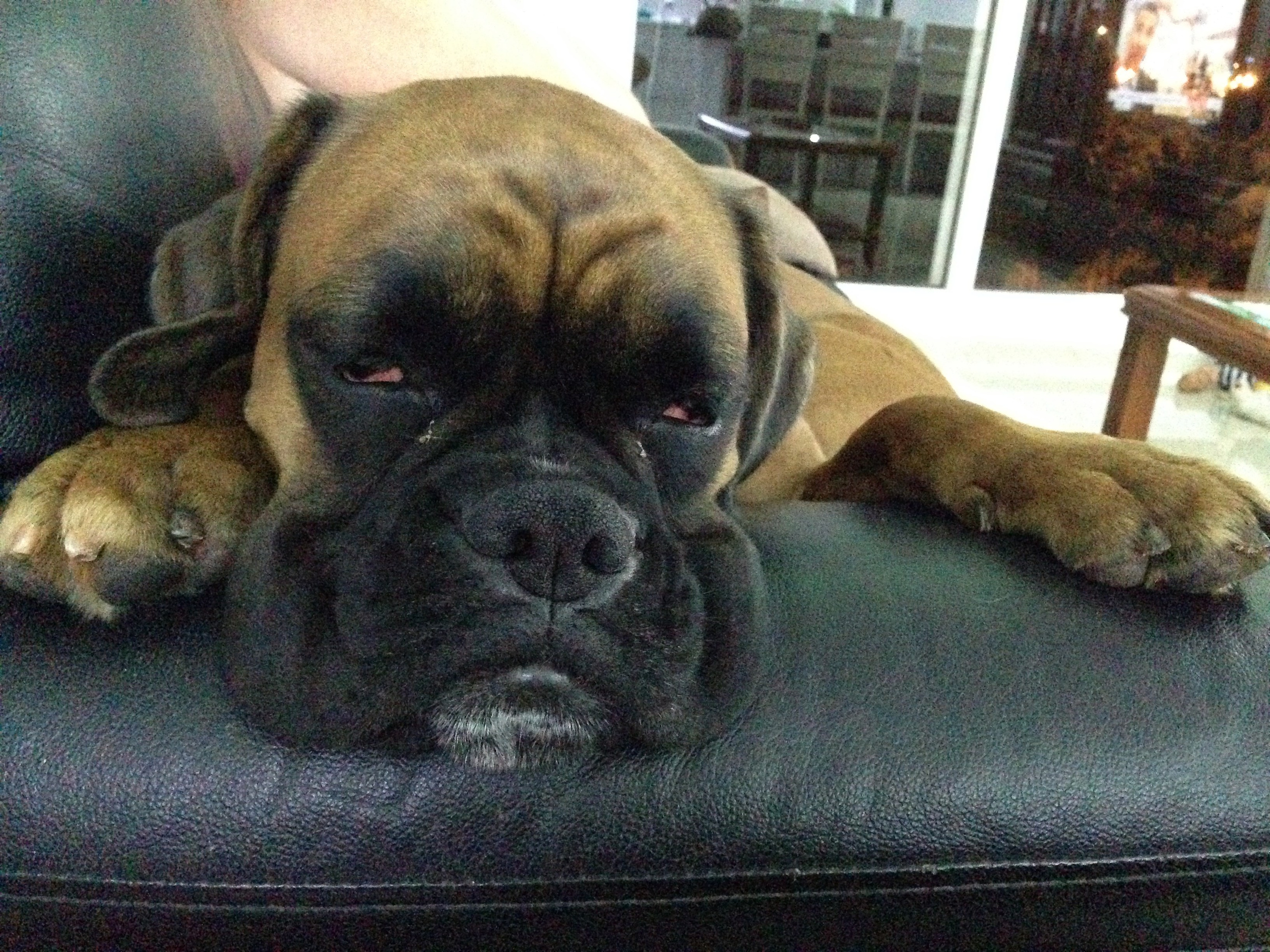 My ״Star״ Boxer Dog