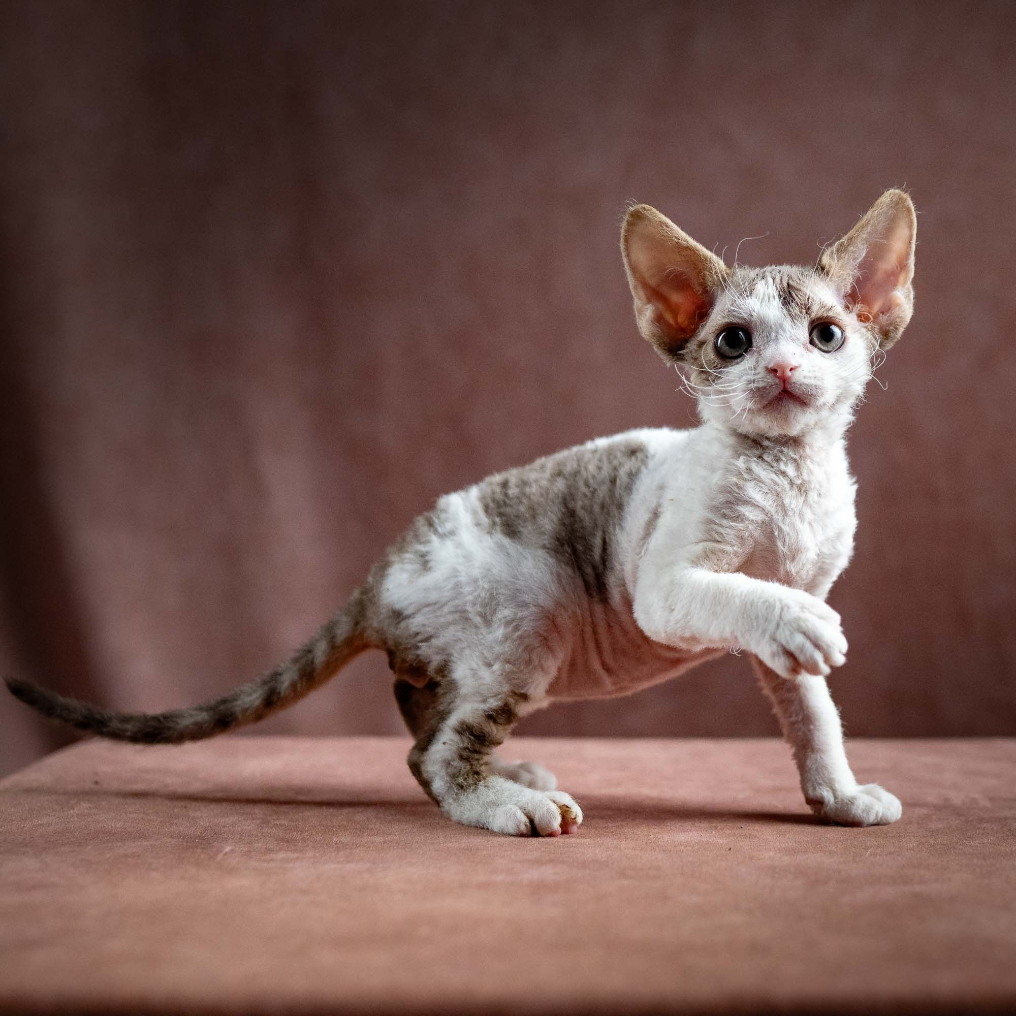 Hermes, boy, born 04.20.25. Devon Rex Pixie Cattery