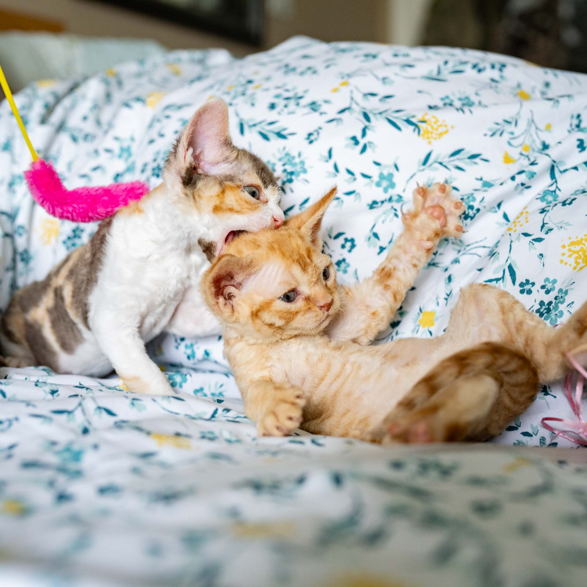 Dorito, boy, born on 06.06.24 SOLD. Devon Rex Pixie Cattery