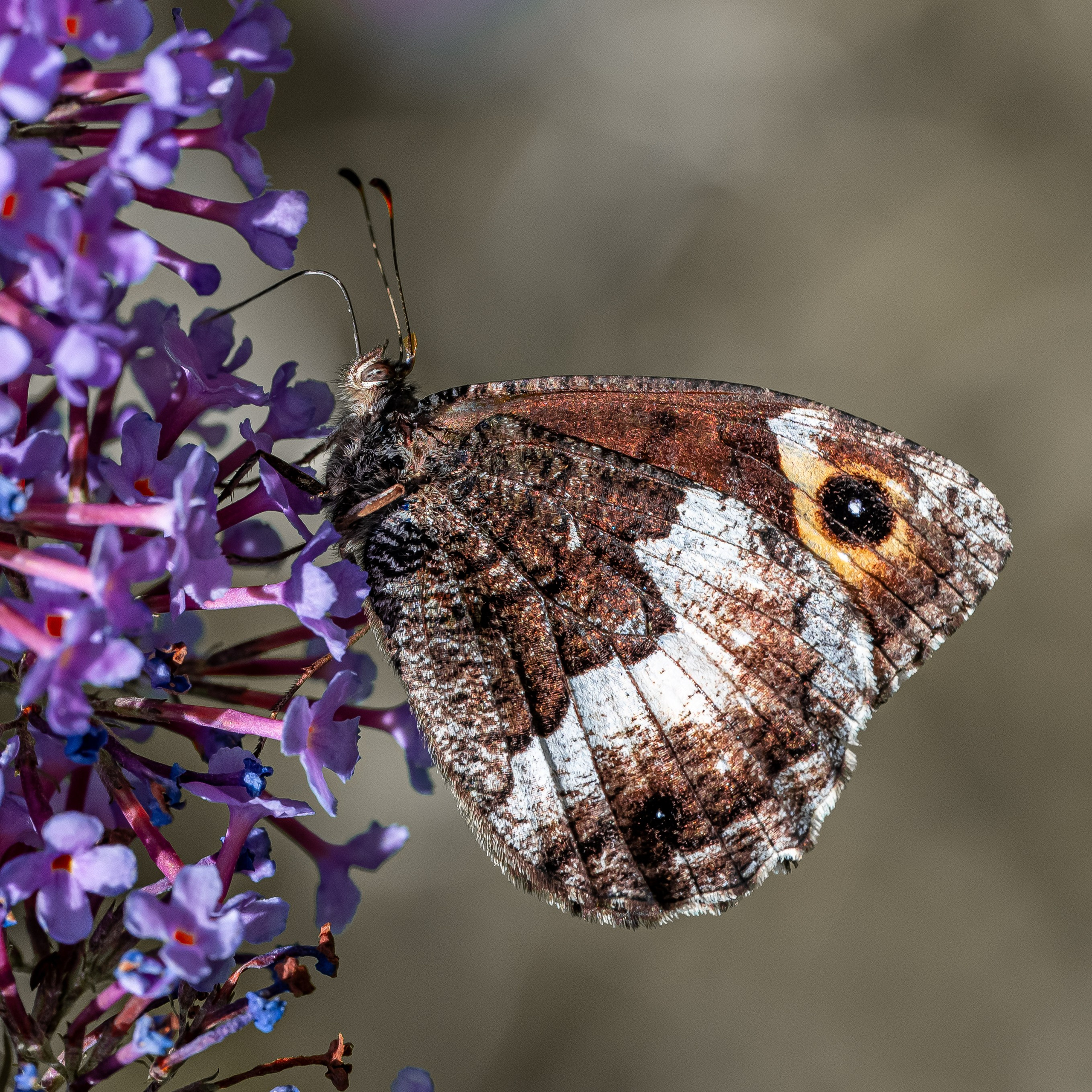 Farfalle. “Gianmaria Coscia fotografo per passione”