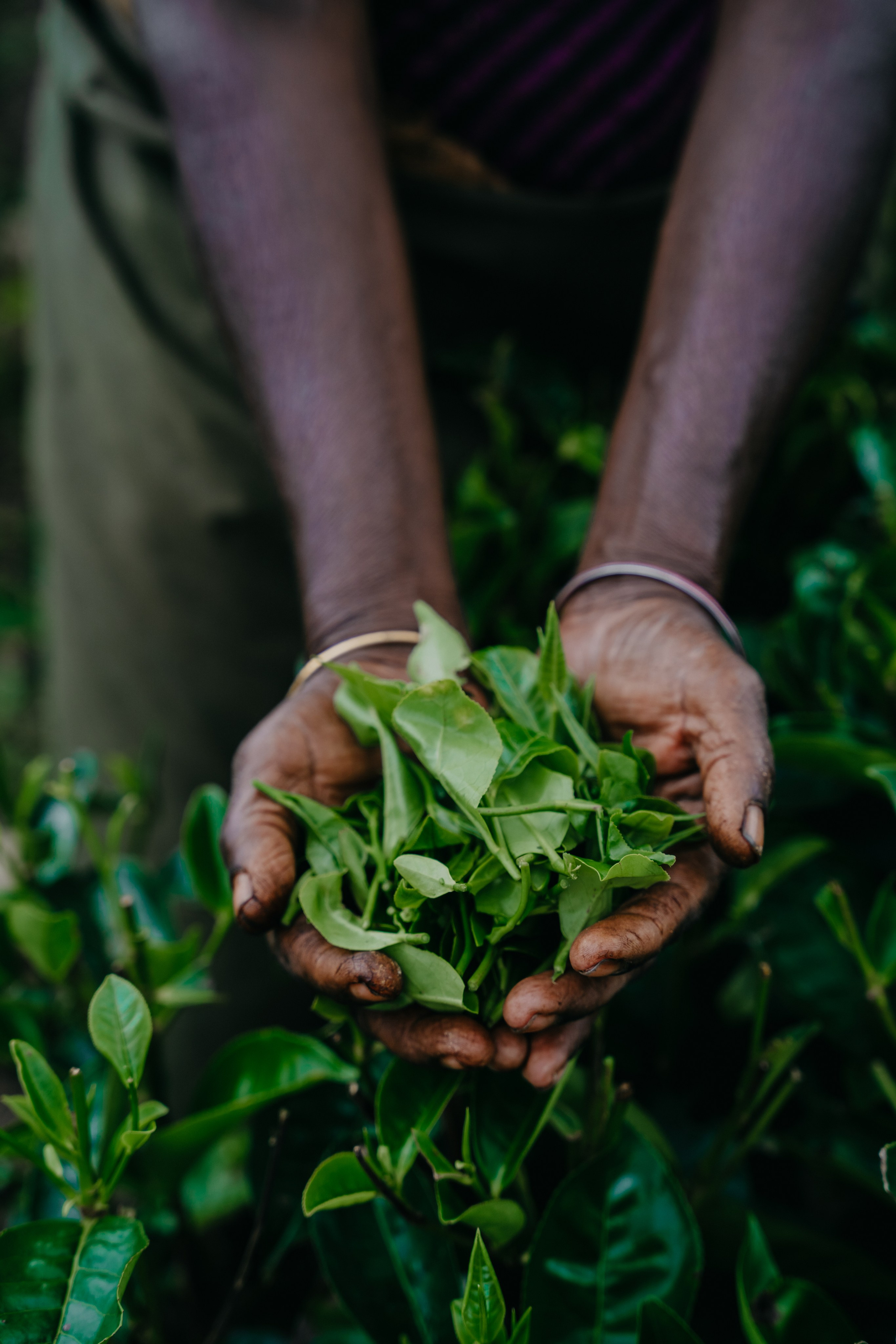 Relais & Châteaux, Tea Trails, Sri Lanka. Editorial photographer Yuliya Drazdovich