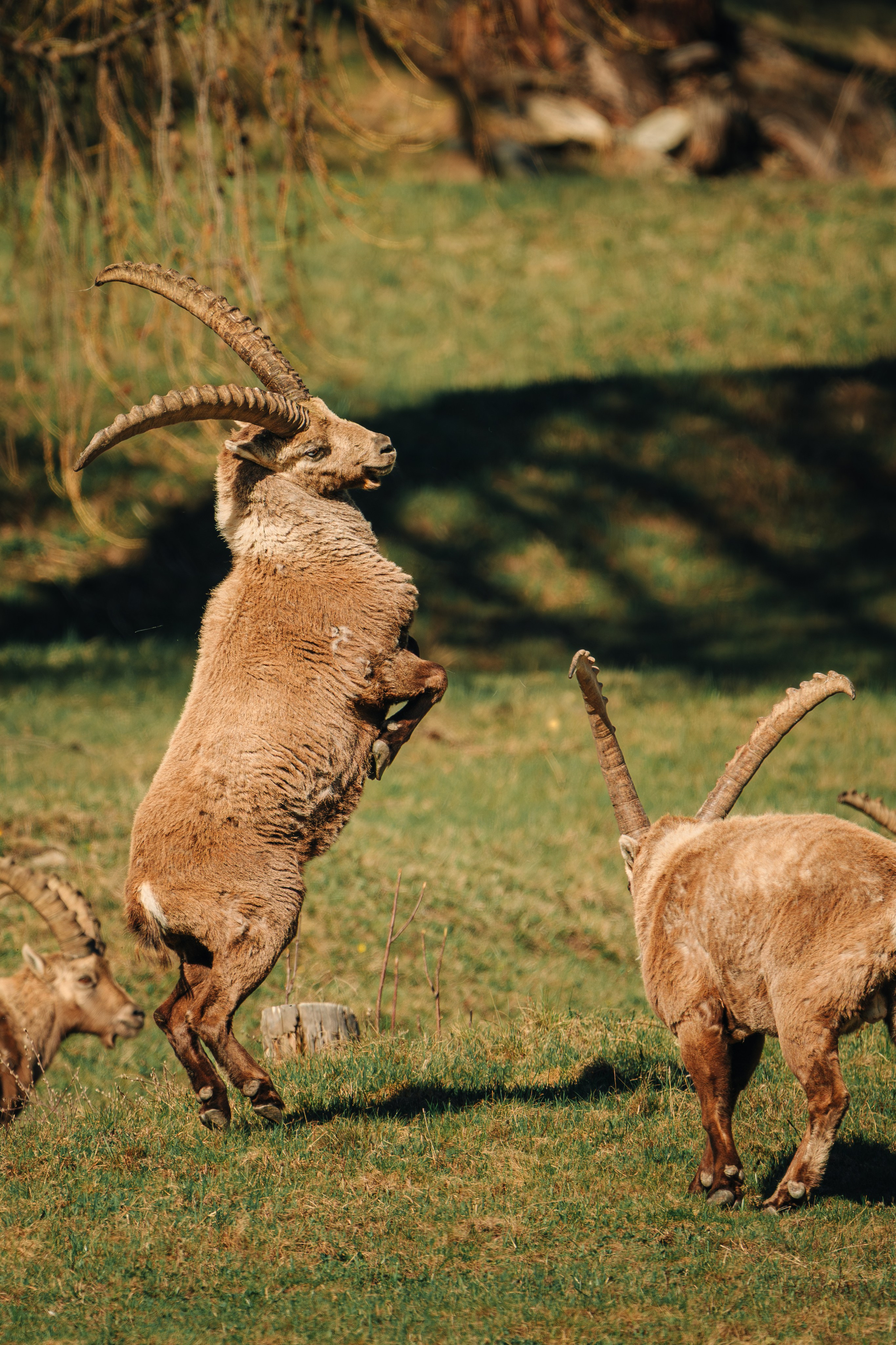Capricorns in Pontresina. Lutsenko Visuals — Photography & Visual Content