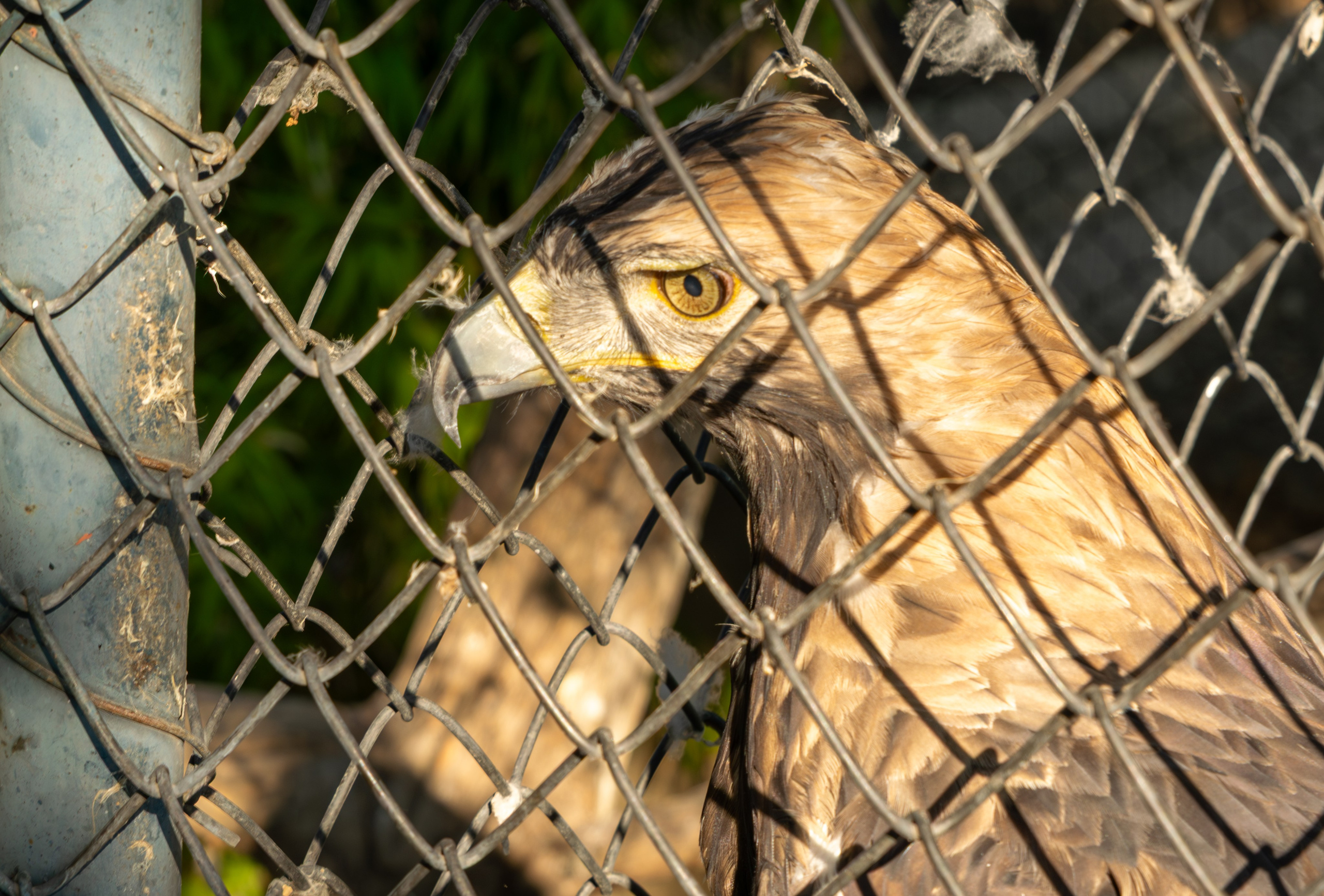Belgrade ZOO. Victoria Fedoseenko. Photographer from Serbia