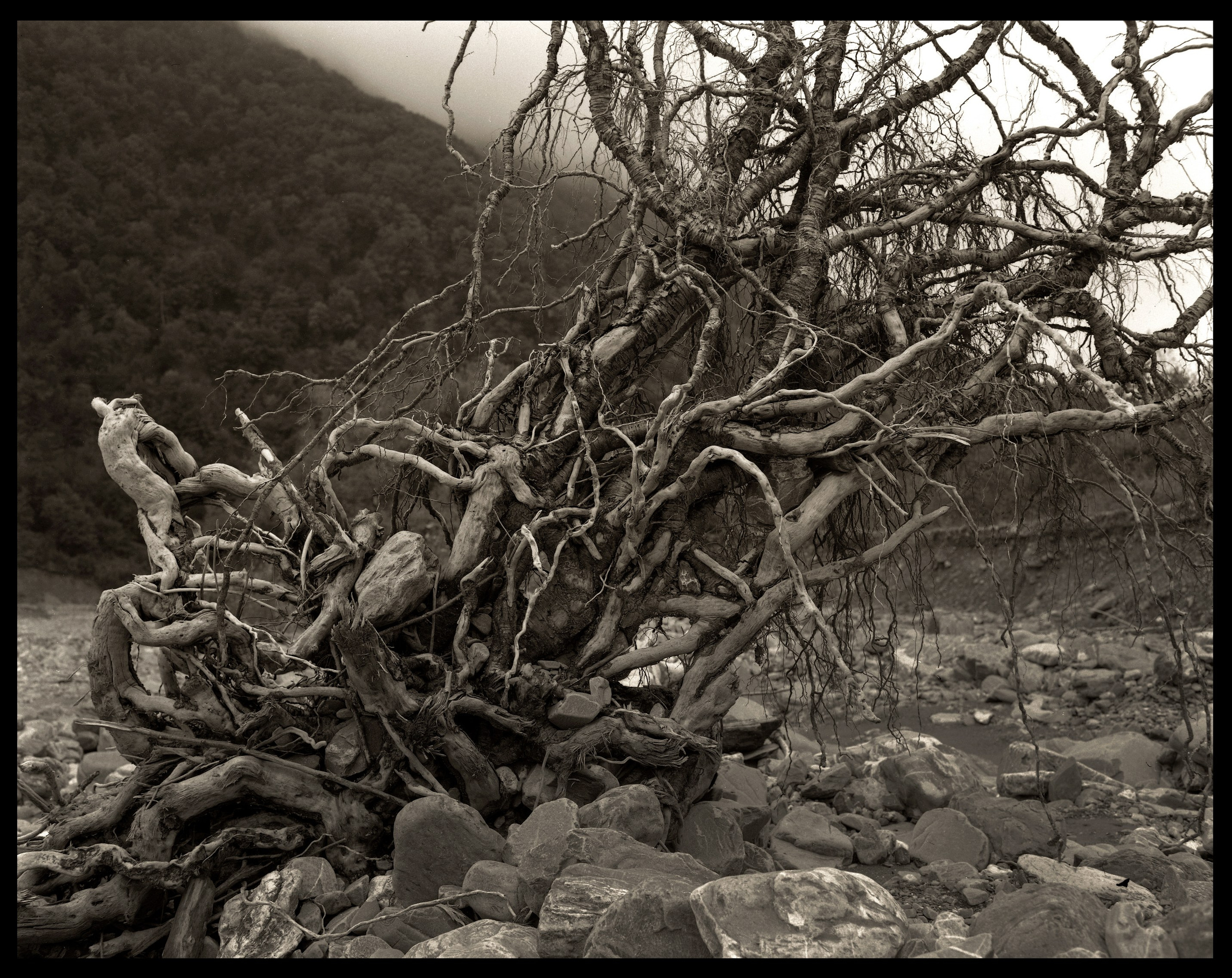 NATURE. Www.sananaleskerov.com