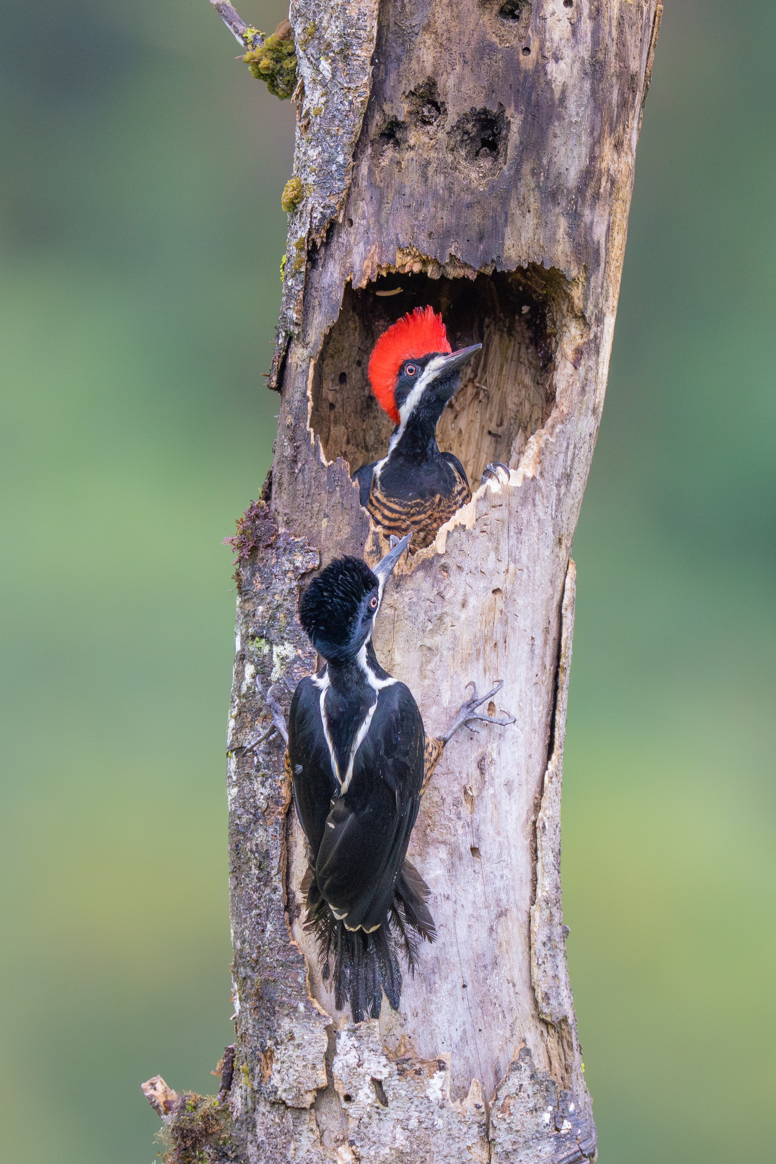 Carpinteros. Nature photographer Yuri Soria-Galvarro