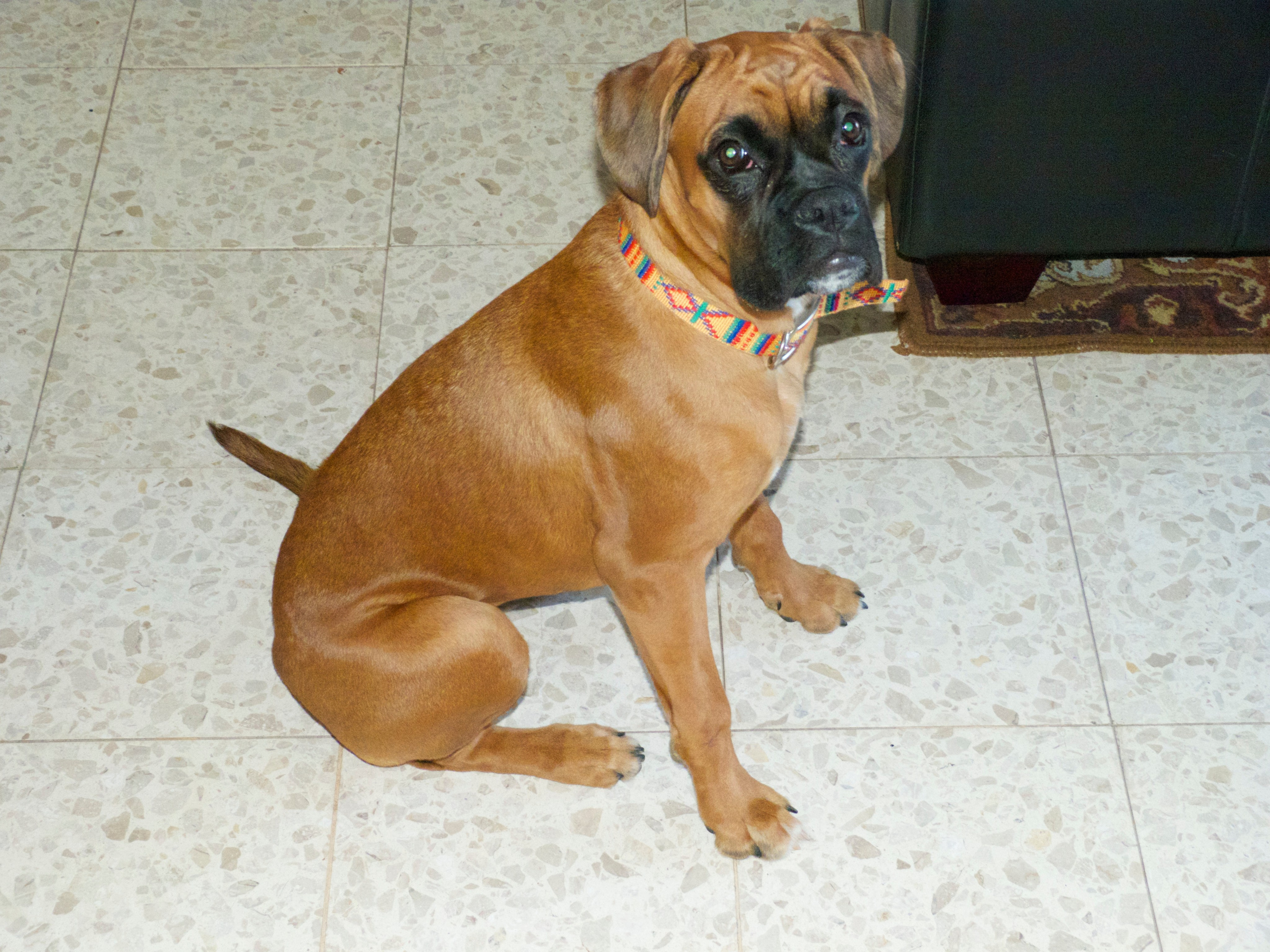 My ״Star״ Boxer Dog