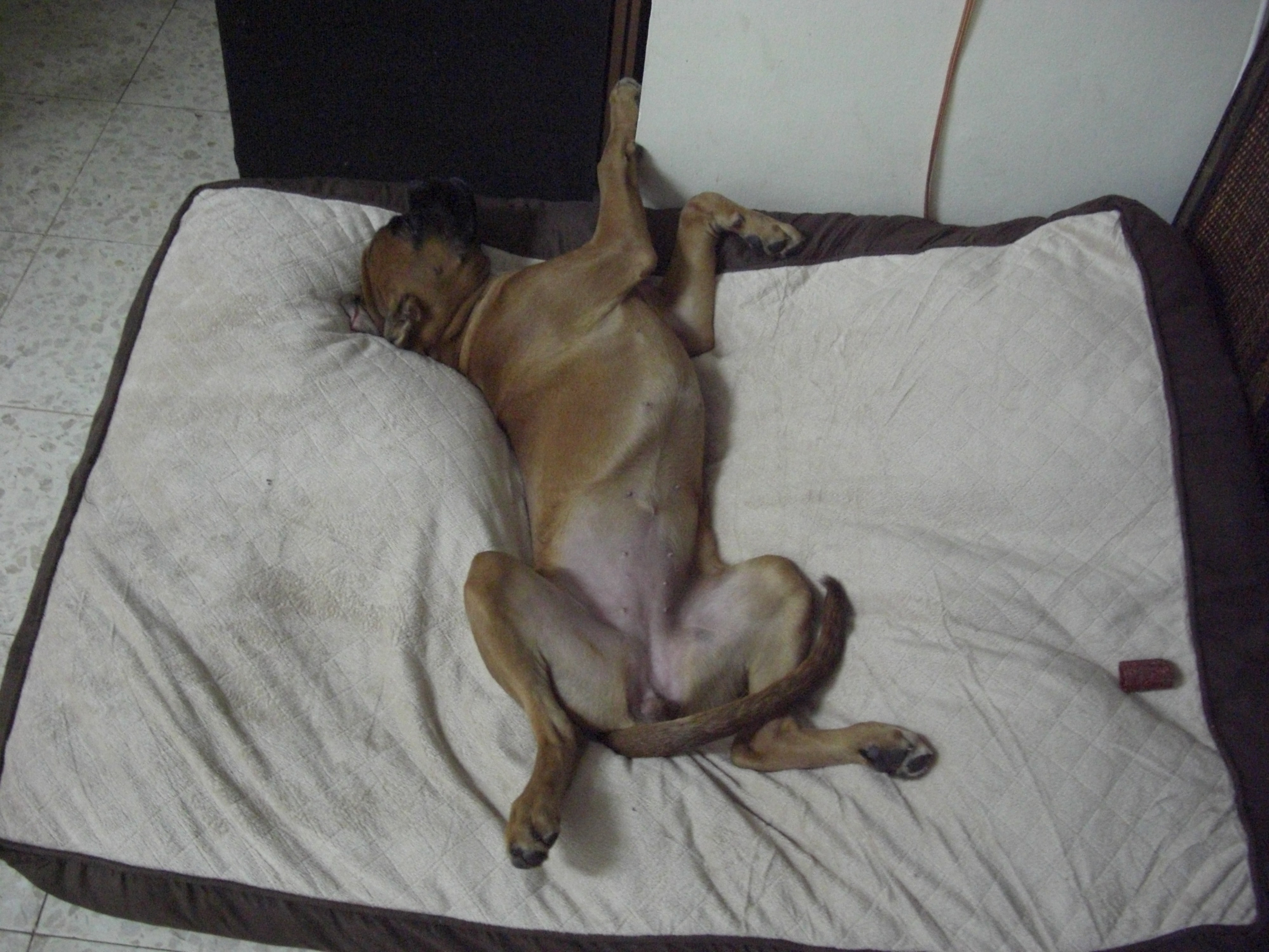 My ״Star״ Boxer Dog