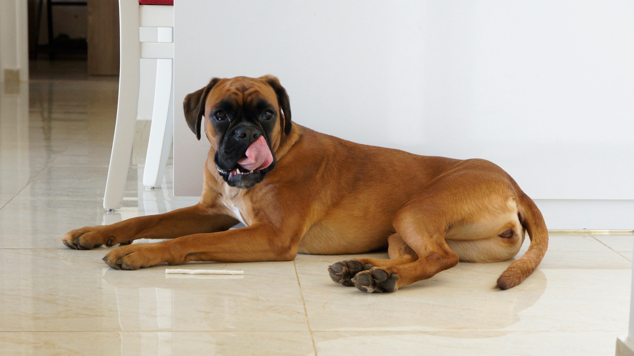 My ״Star״ Boxer Dog