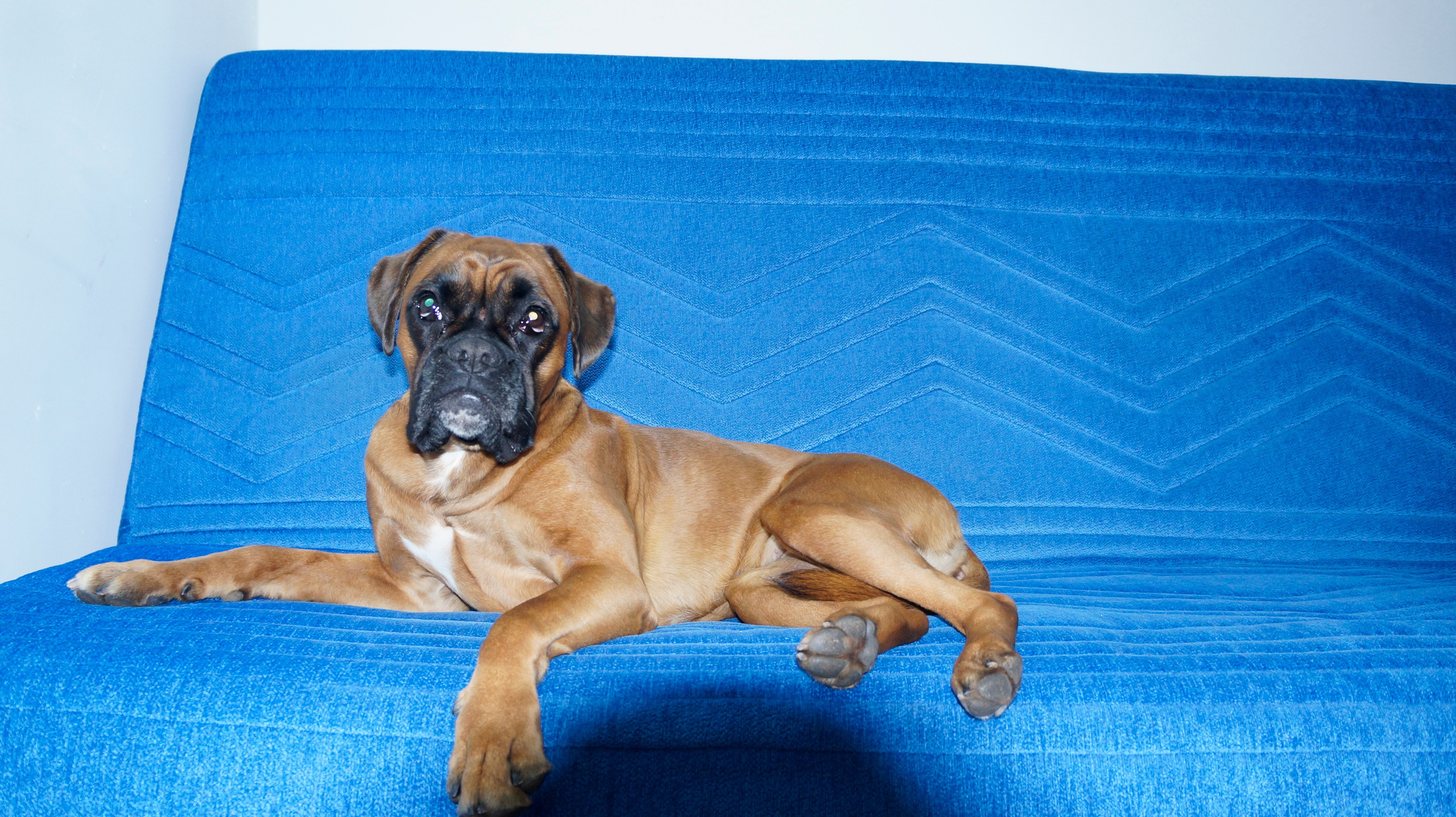 My ״Star״ Boxer Dog