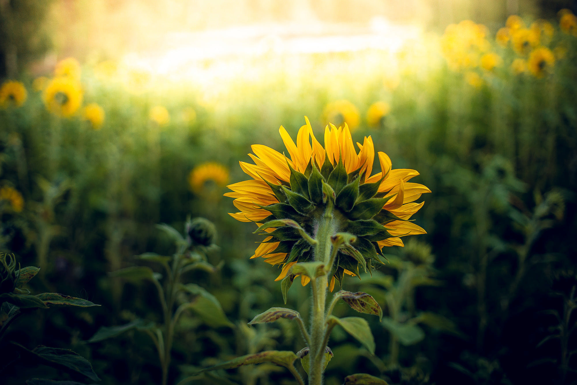 Nature and City. Kinosura Creative Studio in Helsinki and Kuopio