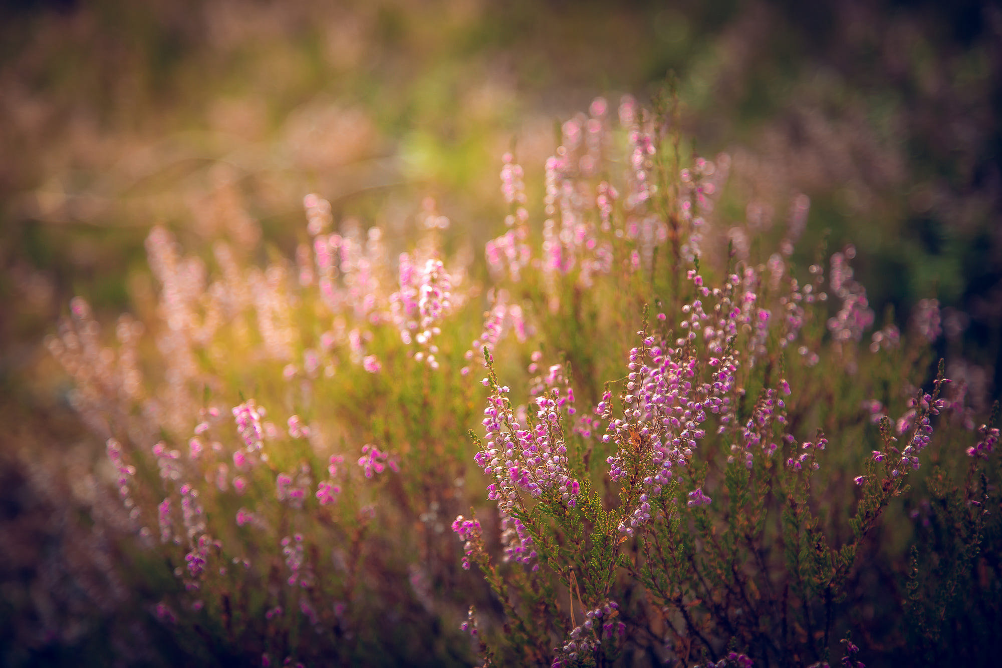 Nature and City. Kinosura Creative Studio in Helsinki and Kuopio