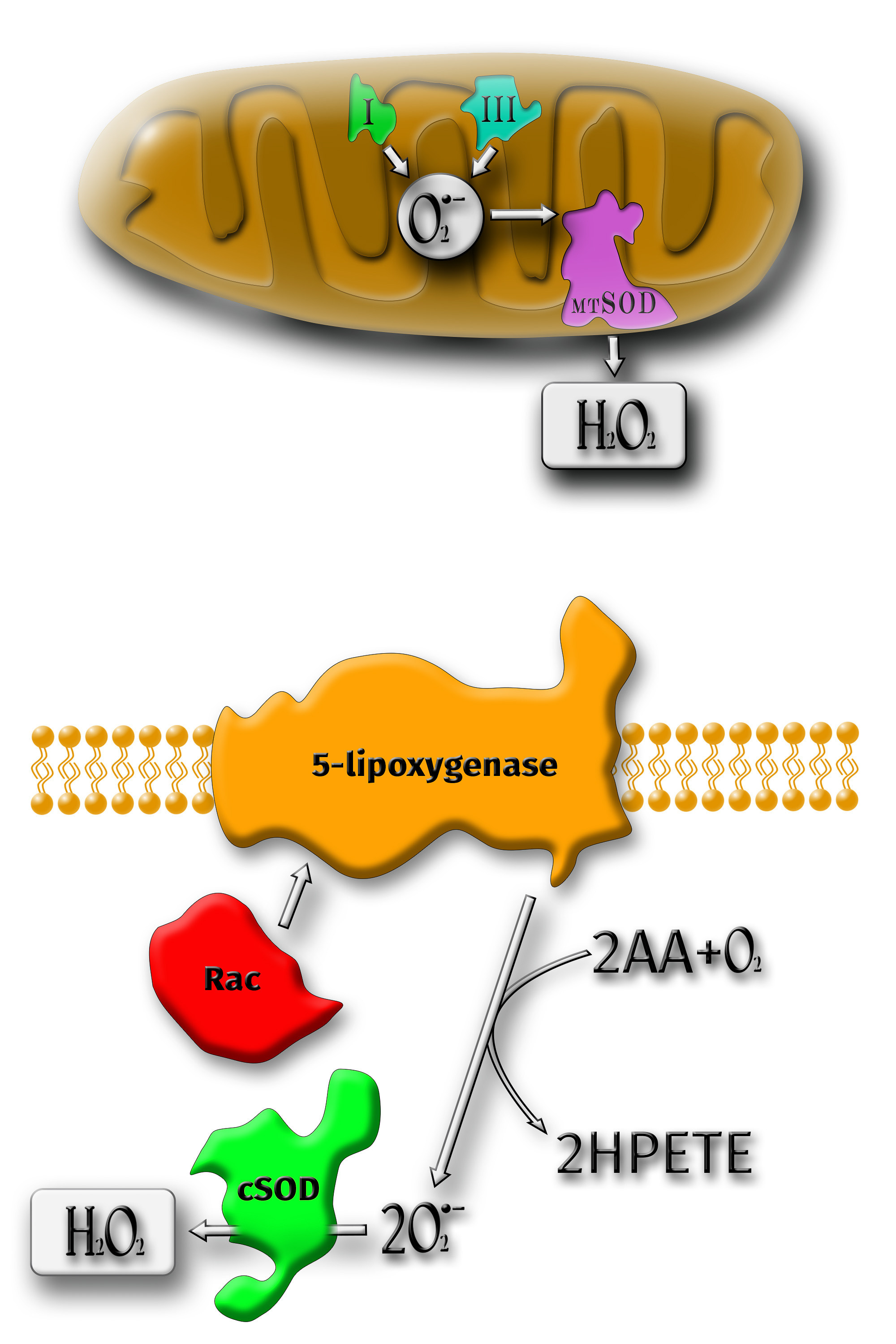 Graphic Design. Kinosura Creative Studio in Helsinki and Kuopio