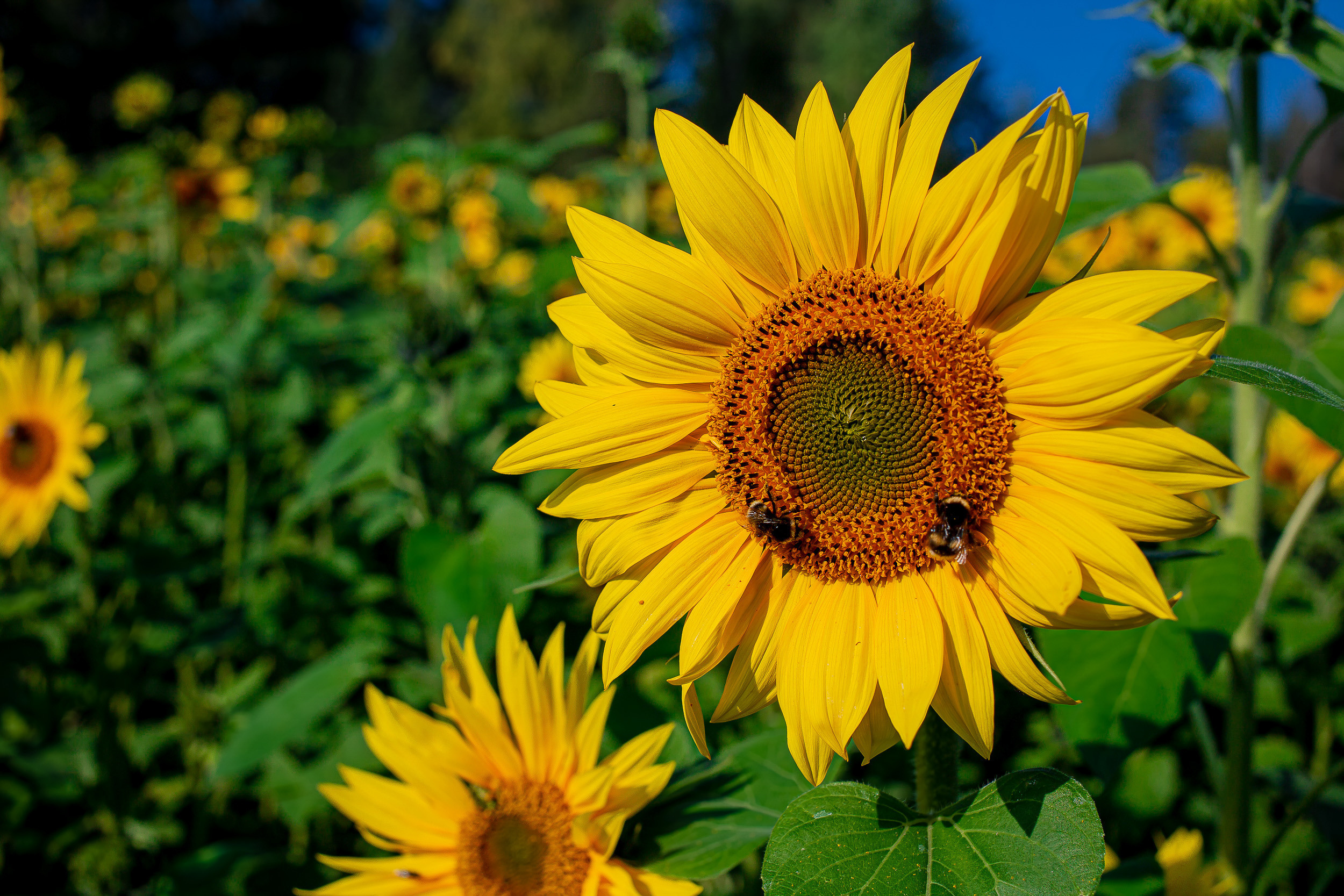Nature and City. Kinosura Creative Studio in Helsinki and Kuopio
