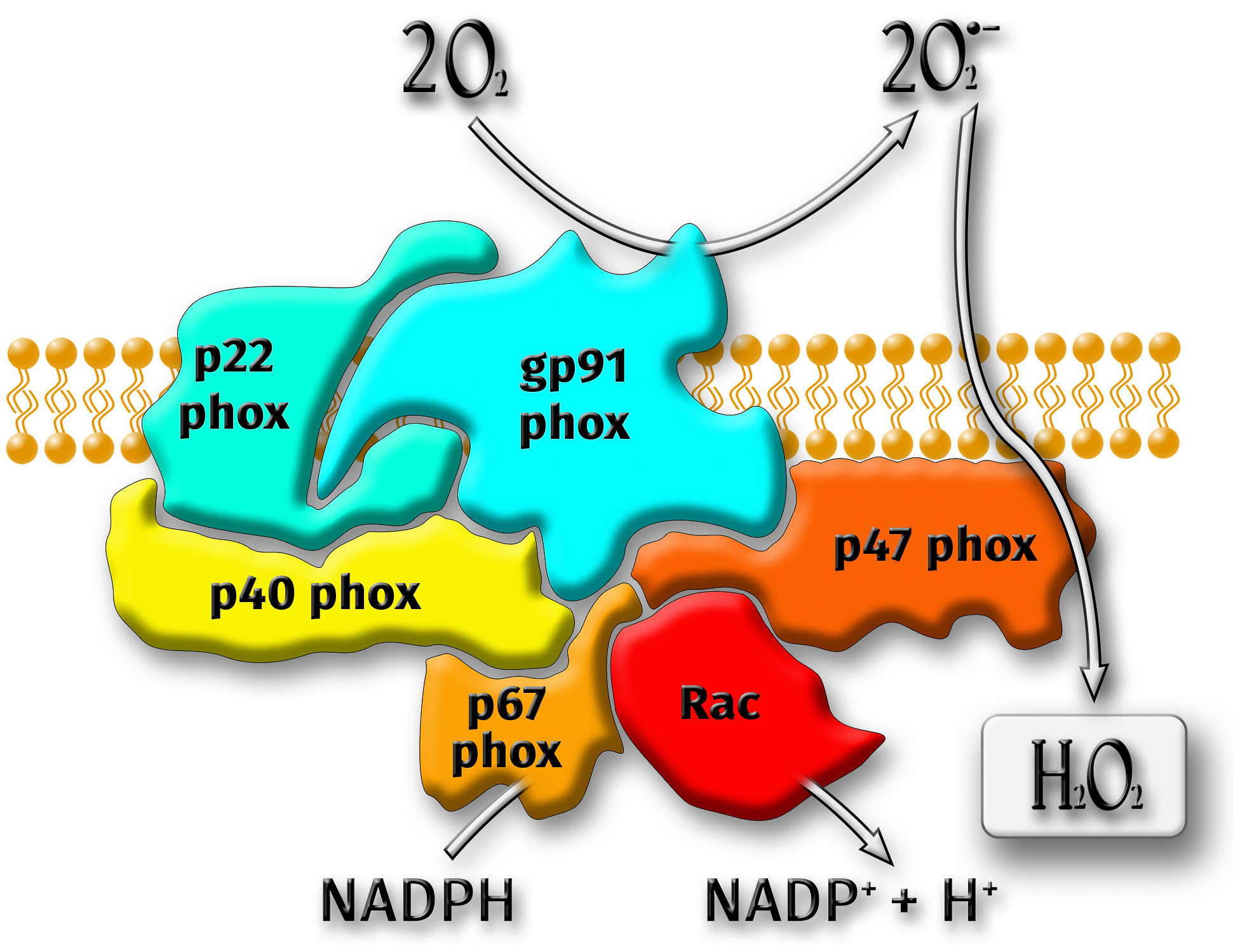 Graphic Design. Kinosura Creative Studio in Helsinki and Kuopio
