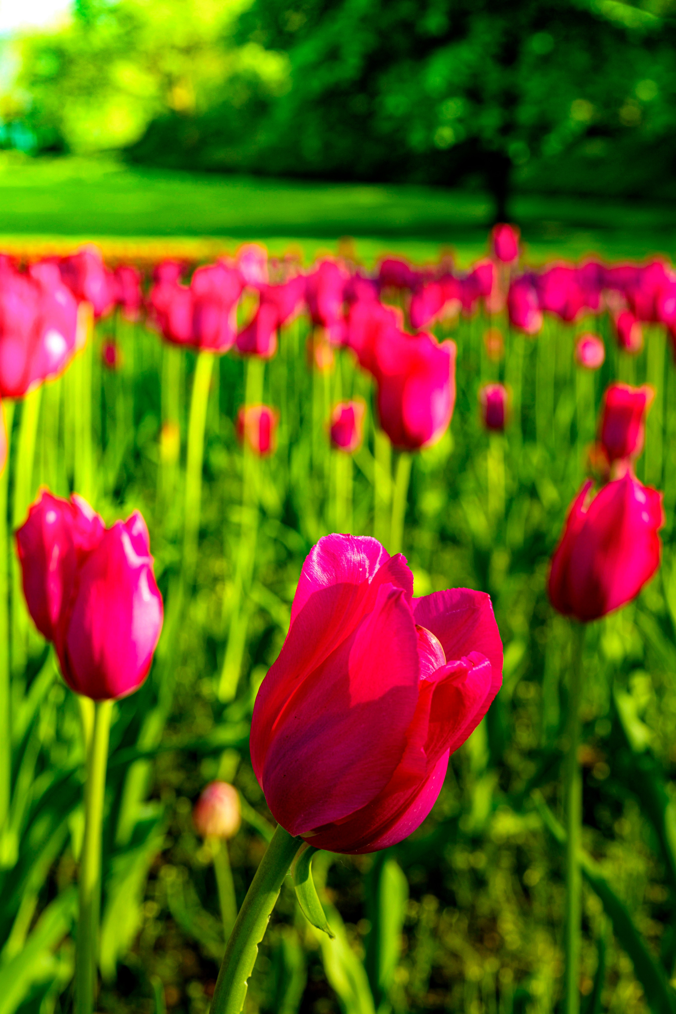 ЦВЕТЫ. LUKIN IGOR Photography