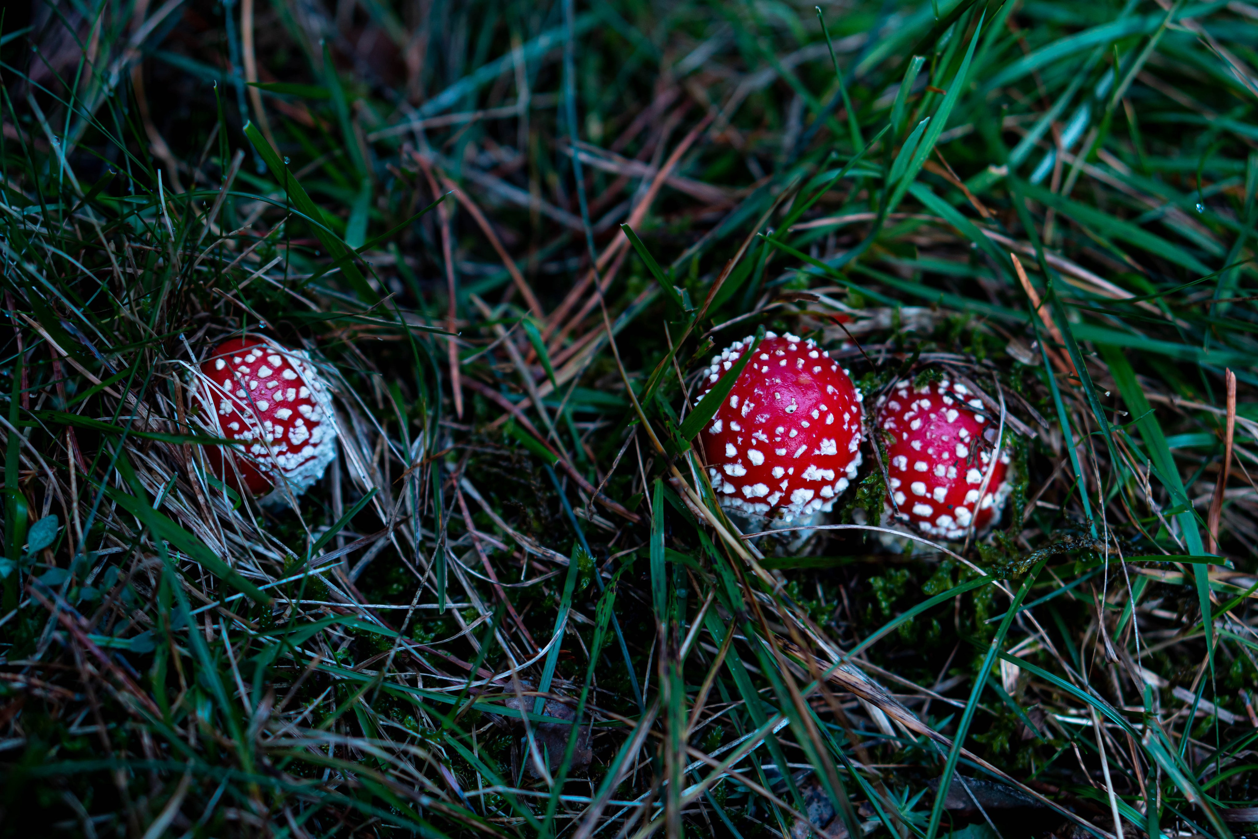 Bocetos. Alba del Norte Studio