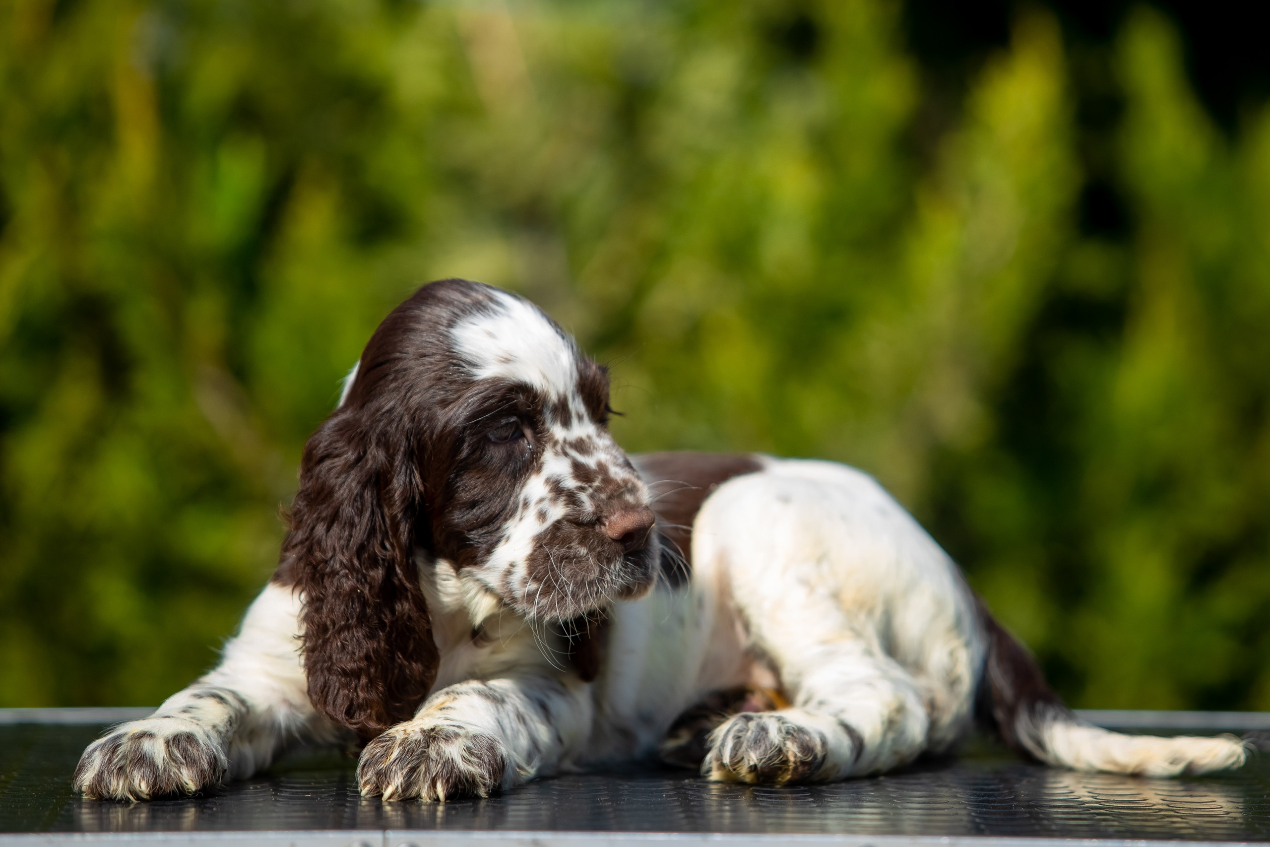 Female — Red collar ❤️. Website of the titled stud dog of the Springer Spaniel breed