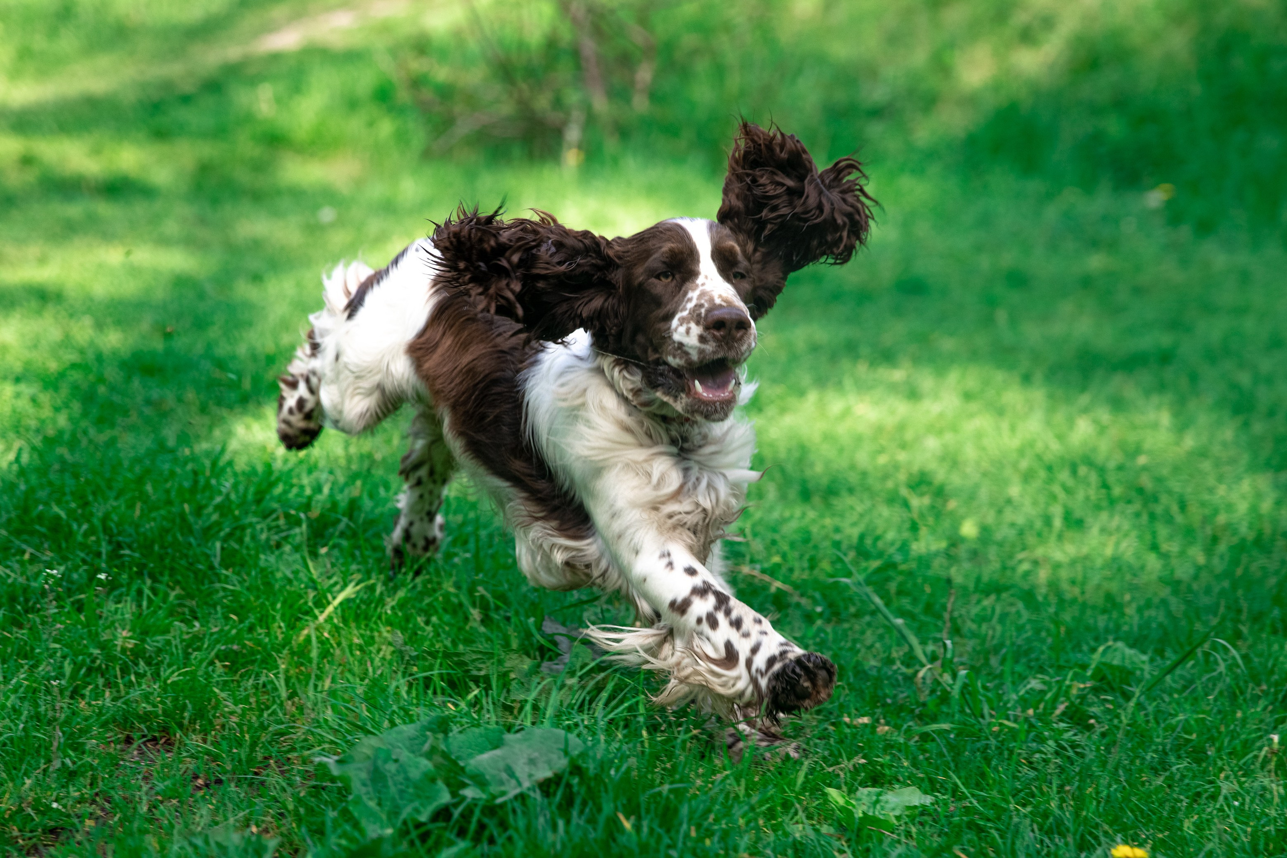 portrait of an English Springer Spaniel