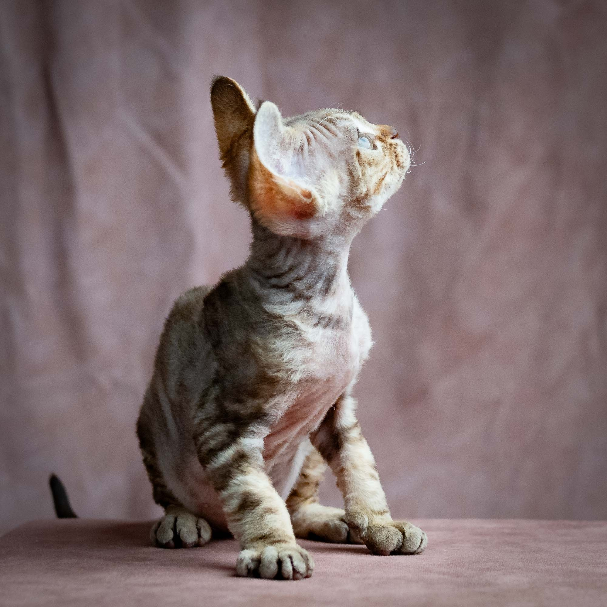 Sirius, boy, born 05.15.26. Devon Rex Pixie Cattery