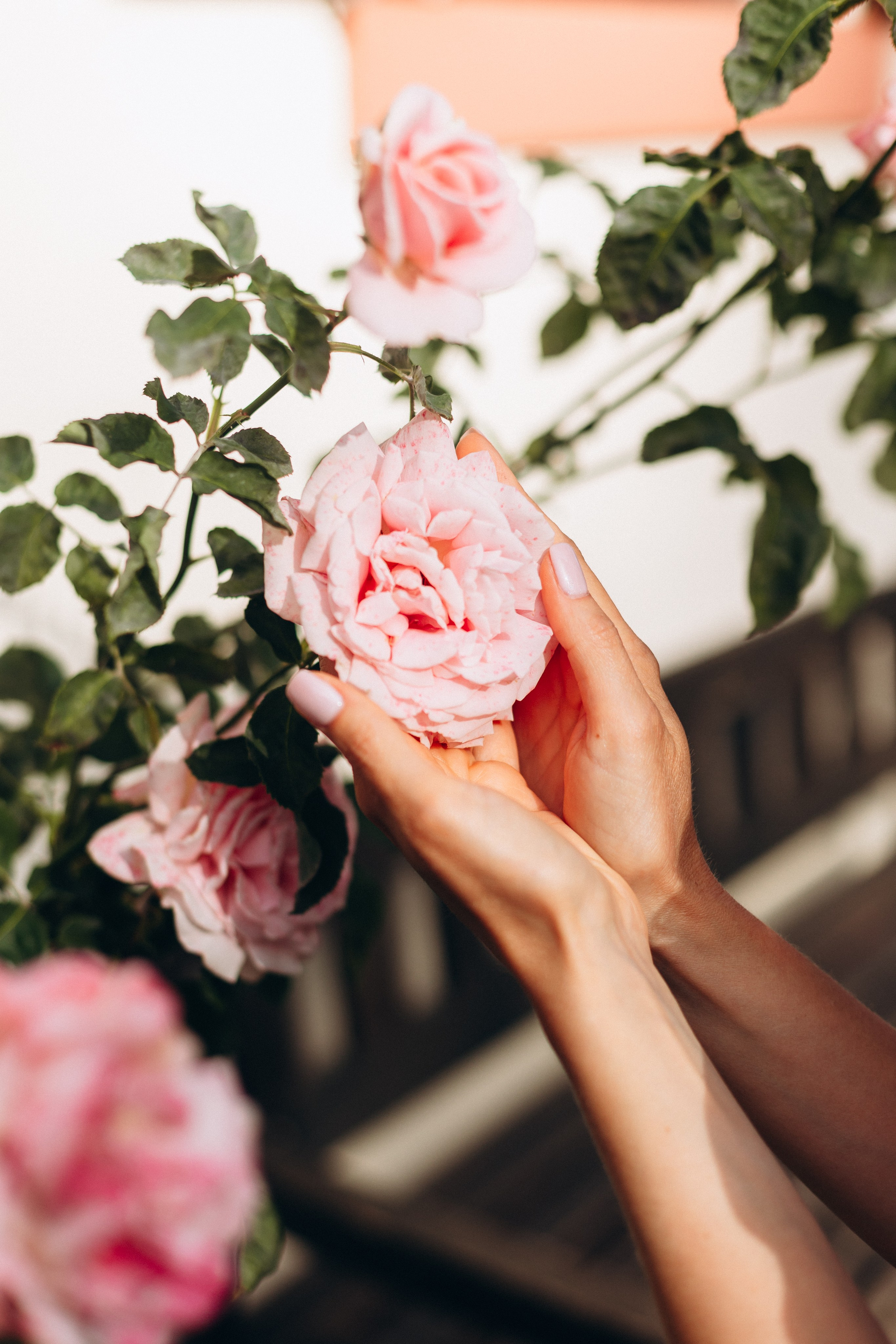 Sasha & Vika& Daniel. Wedding and Family Photograph