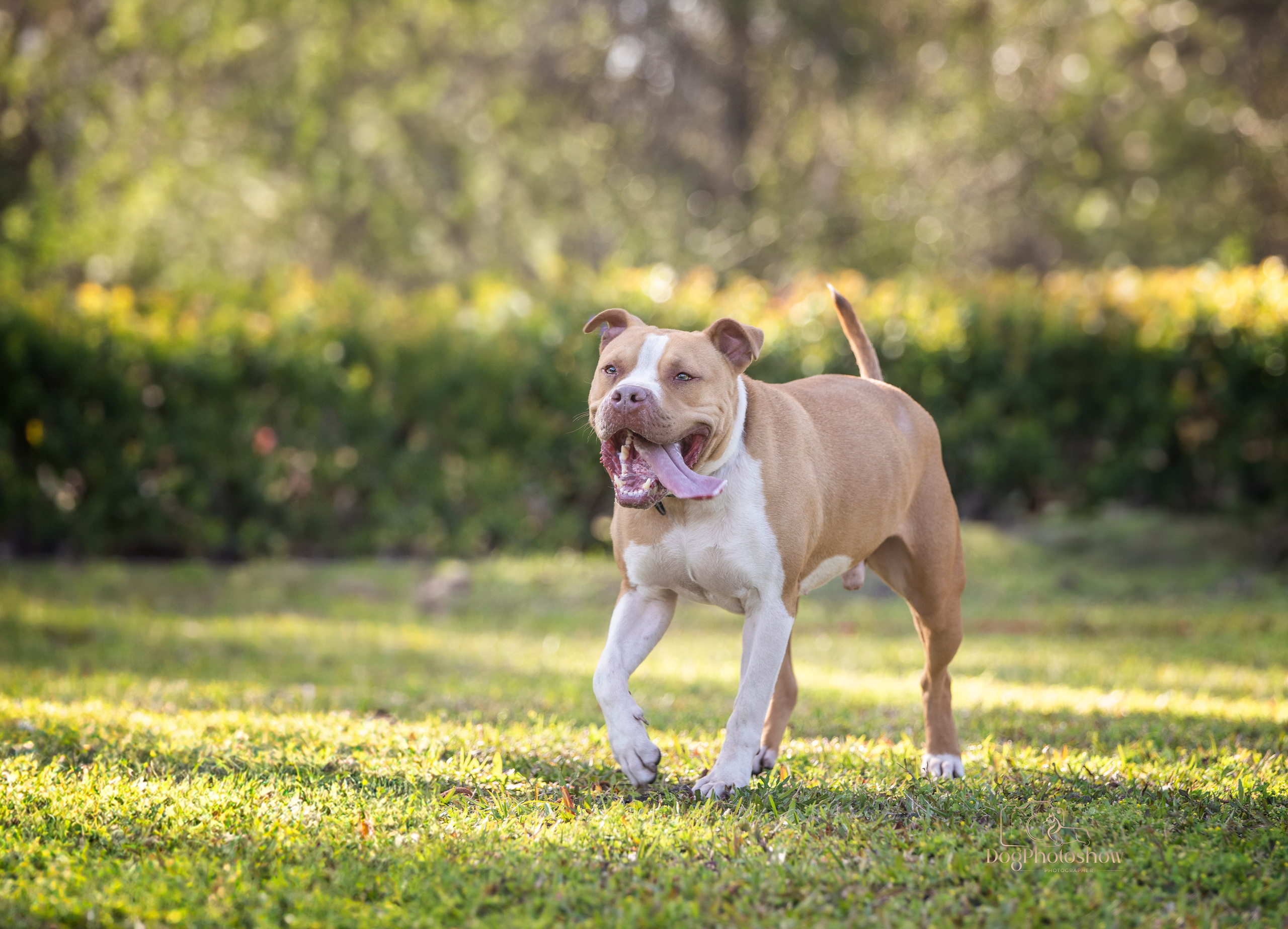 📸 9. Katerina Royter Pet Photographer North Florida