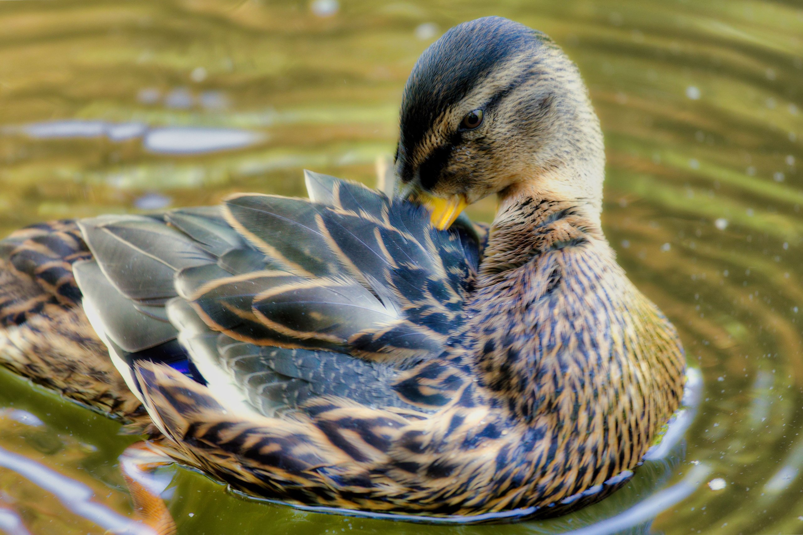 Portret bebeluș la botez realizat de Mitroi Iulian