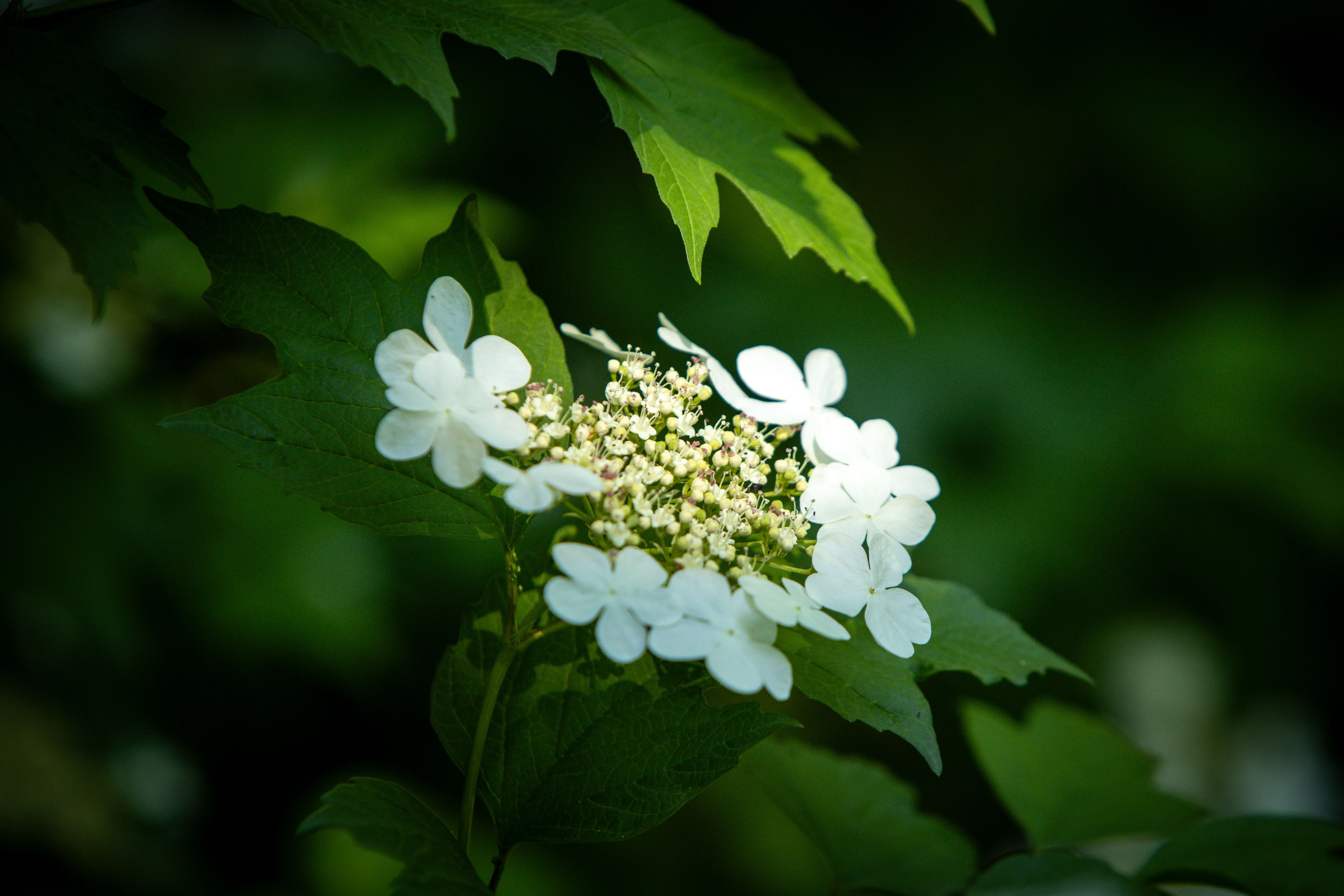 Portret bebeluș la botez realizat de Mitroi Iulian