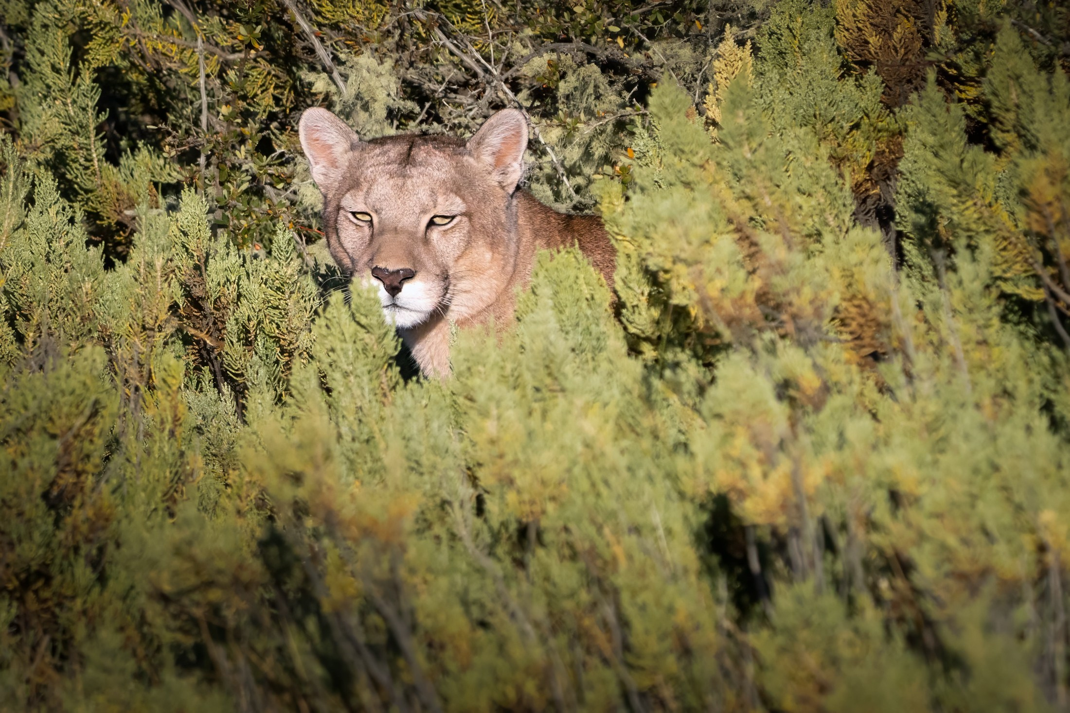 Fauna. Fotógrafo de naturaleza en Chile Cristian Larrere Worner