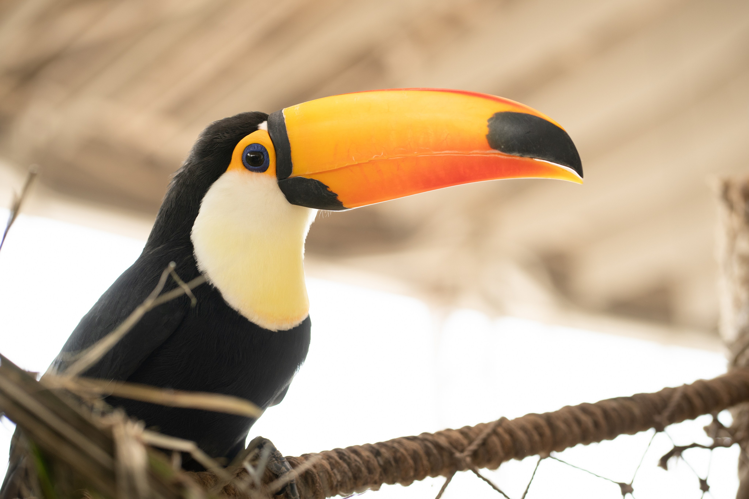 Tierwelt. Bürgerreporter & Amateurfotograf in Hannover