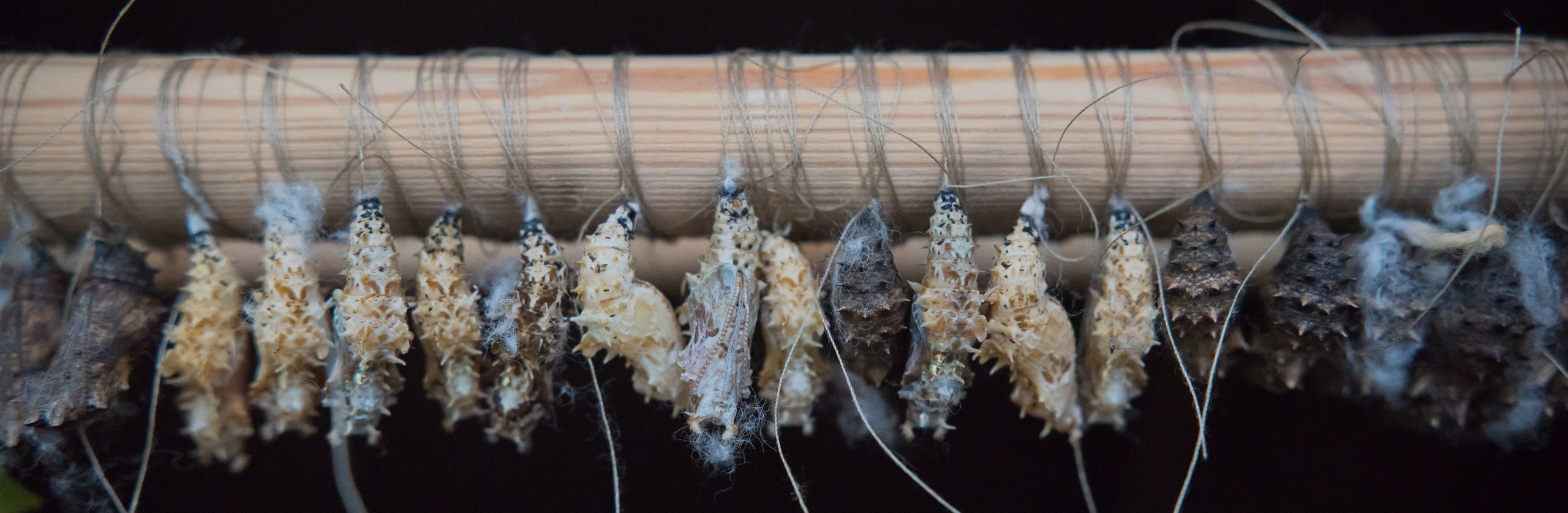 ~Animale si alte vietati~. Andreea Ivan art-Fotograf Constanta, Fotograf profesionist Constanta, Fotograf de nunta Constanta, botez, sedinte foto cu tematica, portret