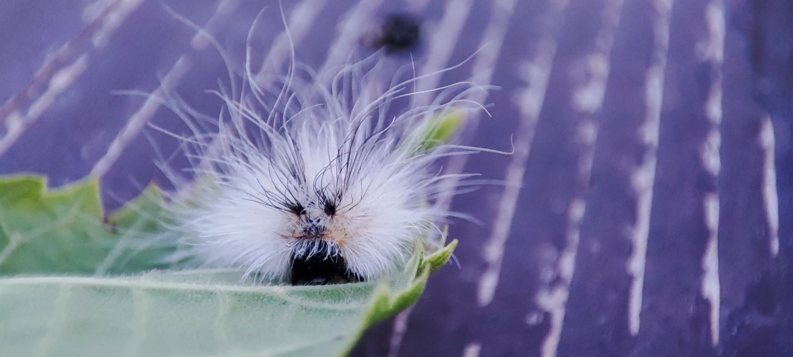 Fotografie Macro~ Close up. Andreea Ivan art-Fotograf Constanta, Fotograf profesionist Constanta, Fotograf de nunta Constanta, botez, sedinte foto cu tematica, portret