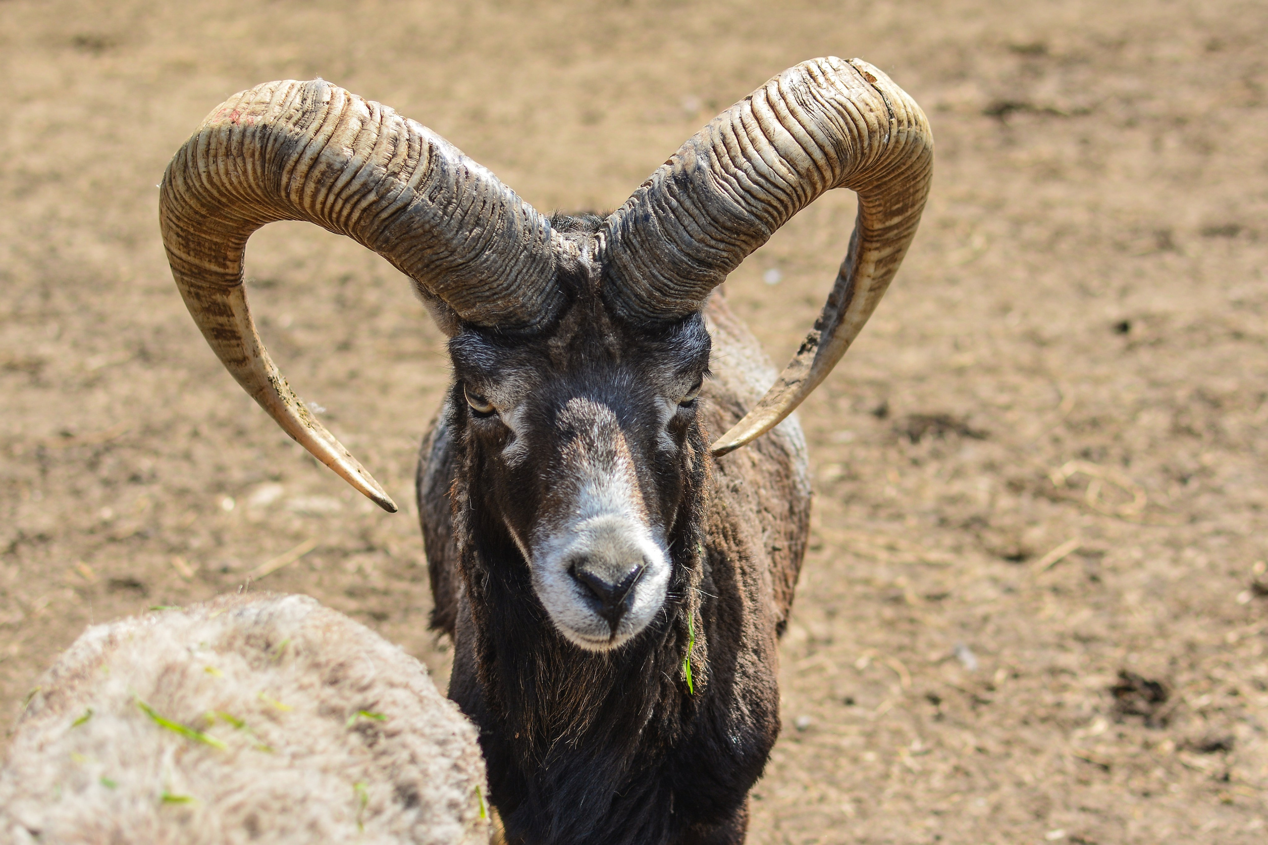 ~Animale si alte vietati~. Andreea Ivan art-Fotograf Constanta, Fotograf profesionist Constanta, Fotograf de nunta Constanta, botez, sedinte foto cu tematica, portret