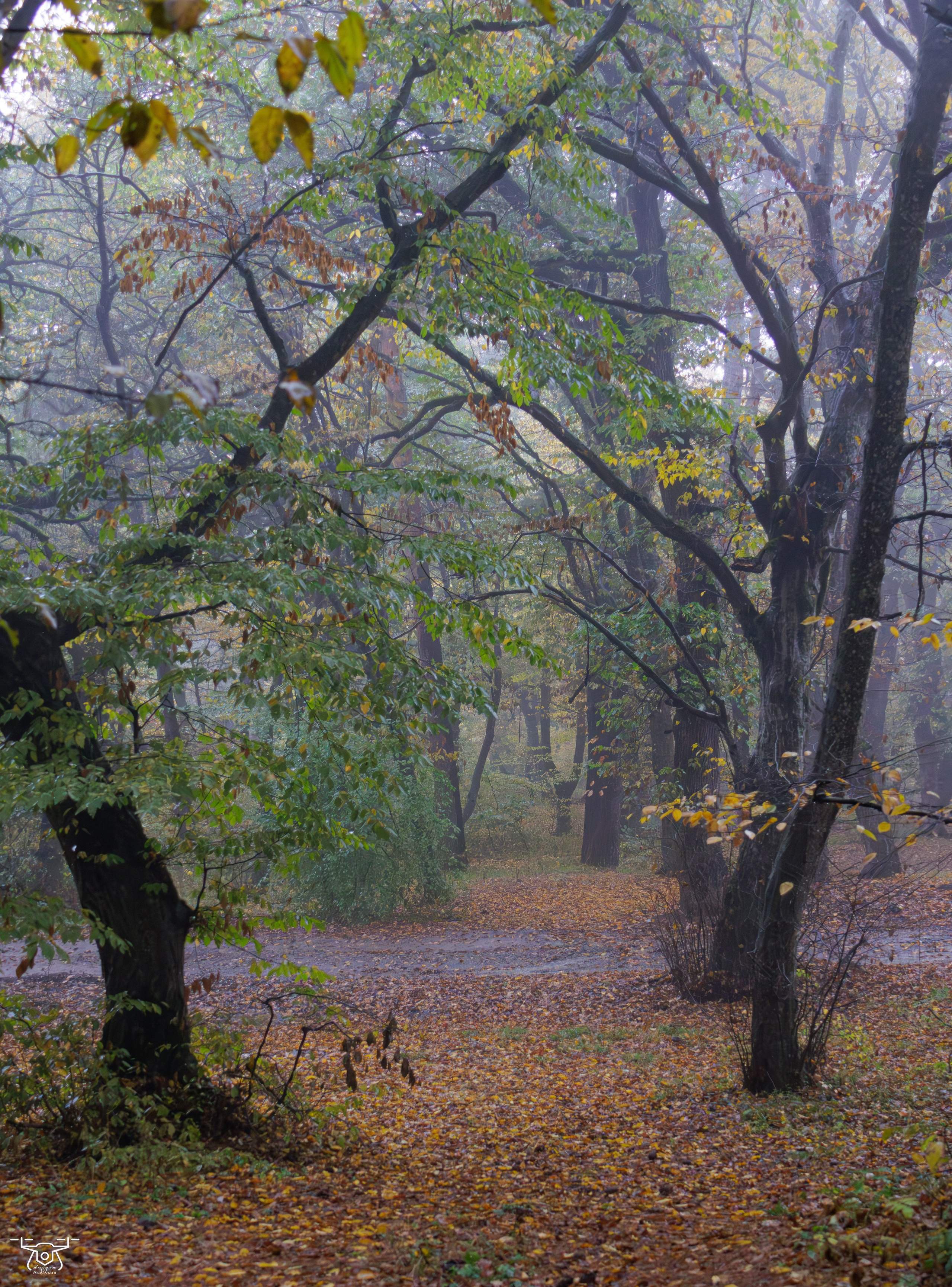 კოჯრის ტყის ნისლები. FramefreeMan