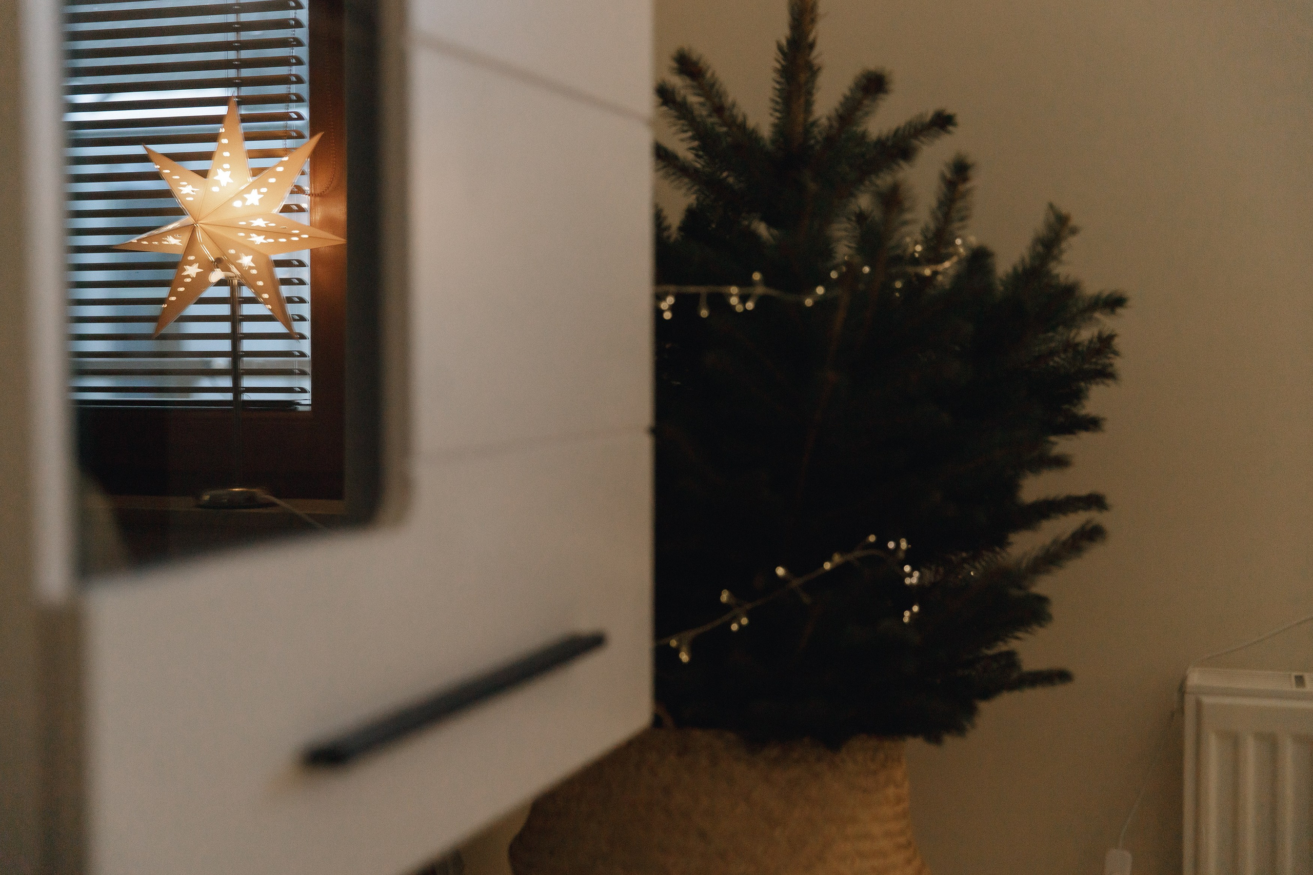 Dasha & Daisy. Kaja | fotograf psów we Wrocławiu